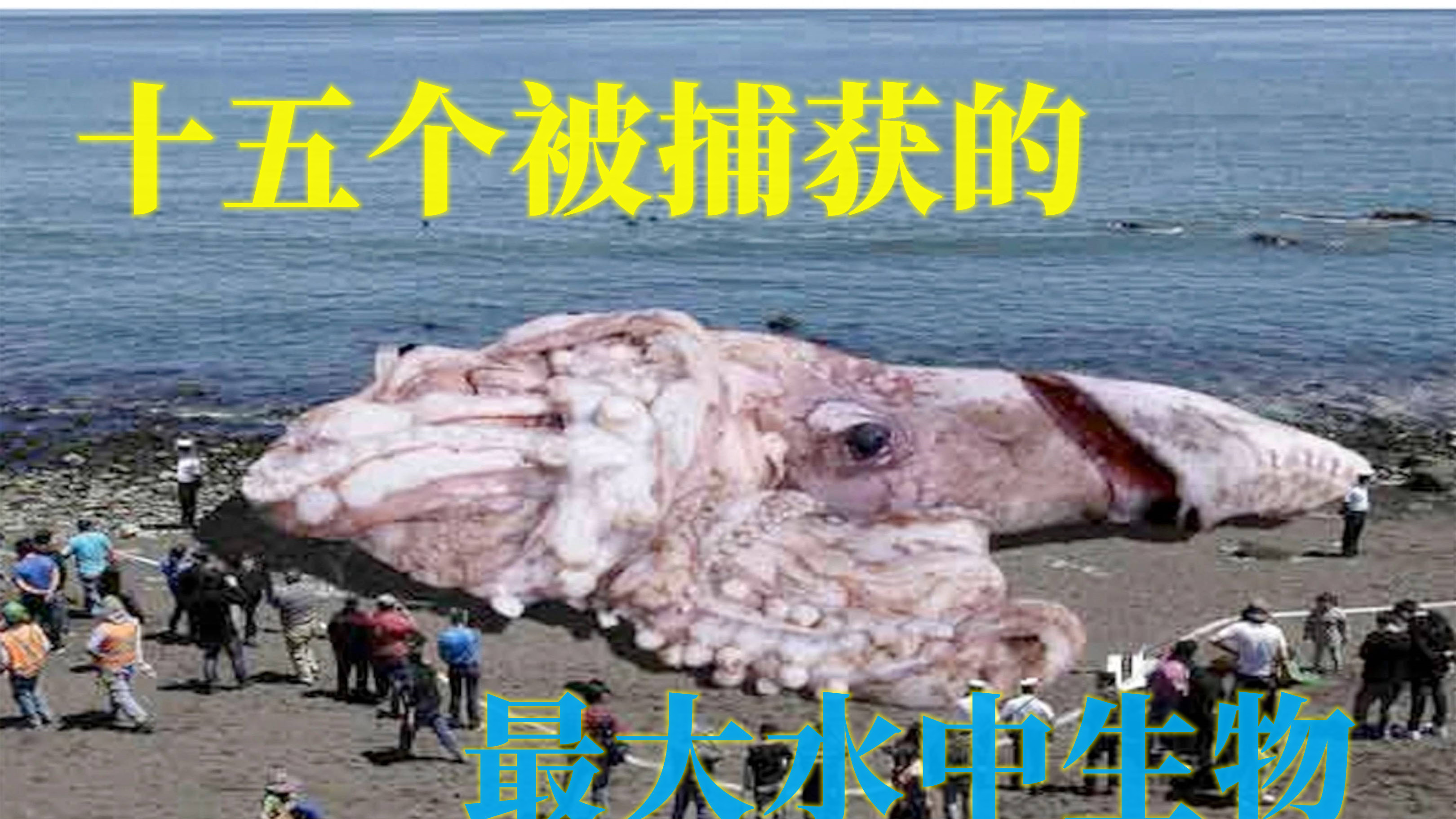 十五个被捕获的最大水中生物,惊动泰国舆论,专家却很失望