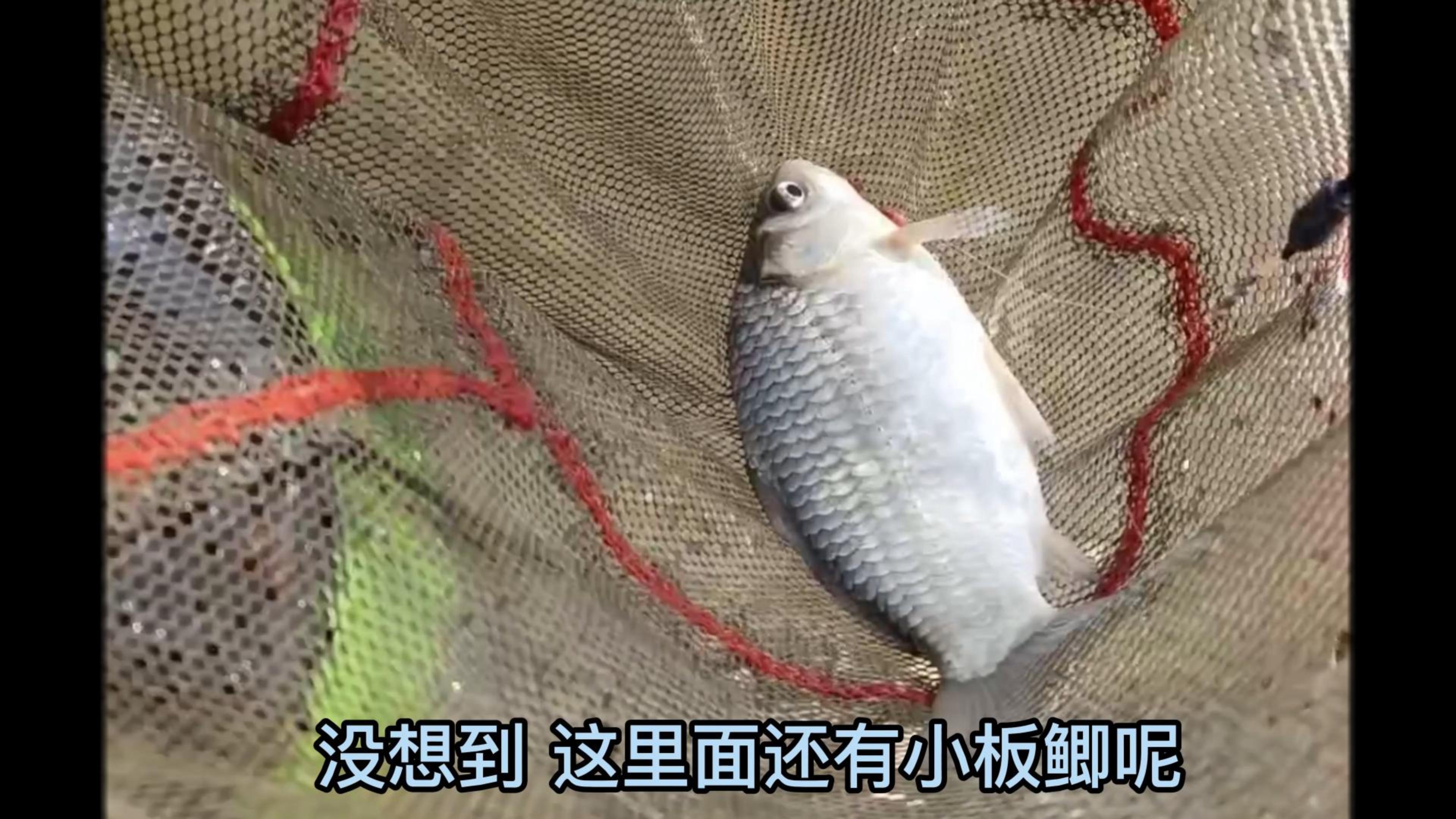 钓底钓浮是鱼来决定的,论水层找鱼的重要性,实战篇