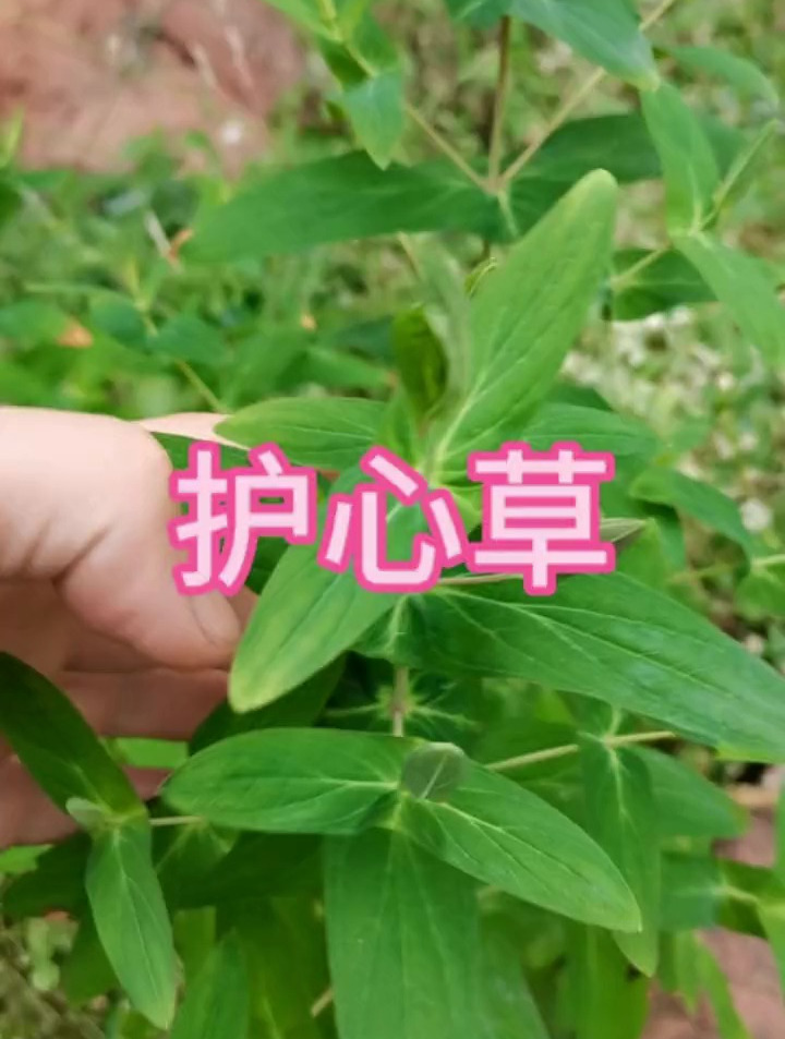农村随地可见的植物之:护心草,你认识吗?-度小视
