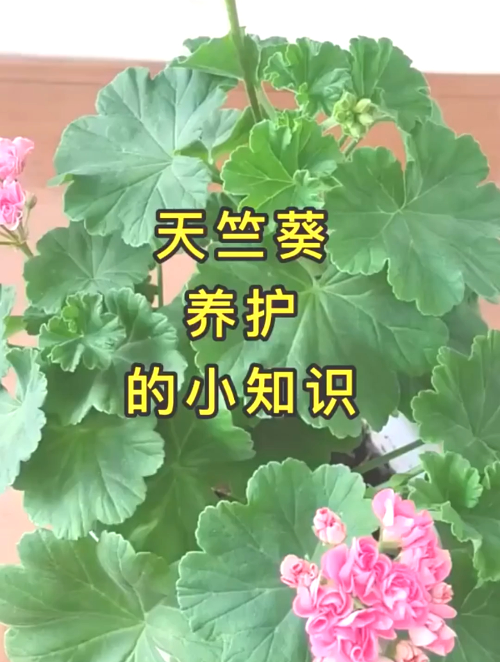 天竺葵养护的小知识,尤其是光照很重要,花友们可以学习一下!-度小视