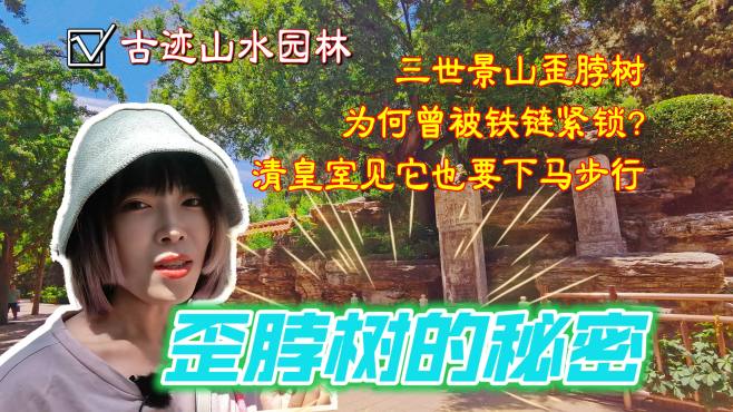 [图]北京景山歪脖树，曾被铁链拴住做罪槐，清朝皇室见它都得下马步行