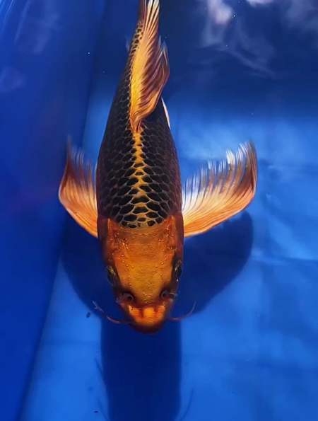 够霸气吧?水族 观赏鱼 火凤凰锦鲤-度小视