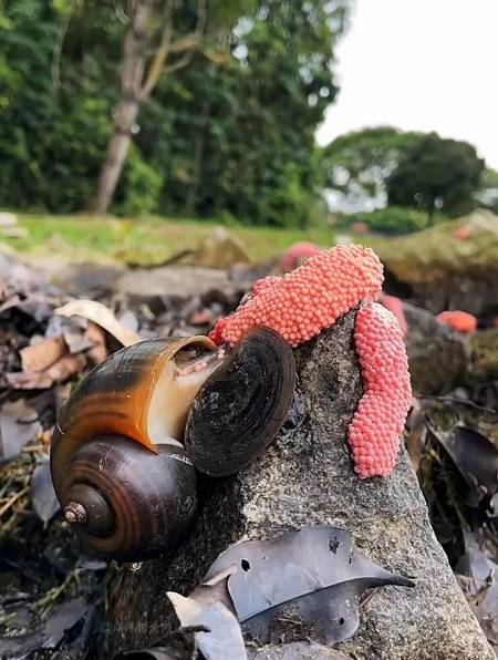 福寿螺产卵,原来是这样子的!-度小视