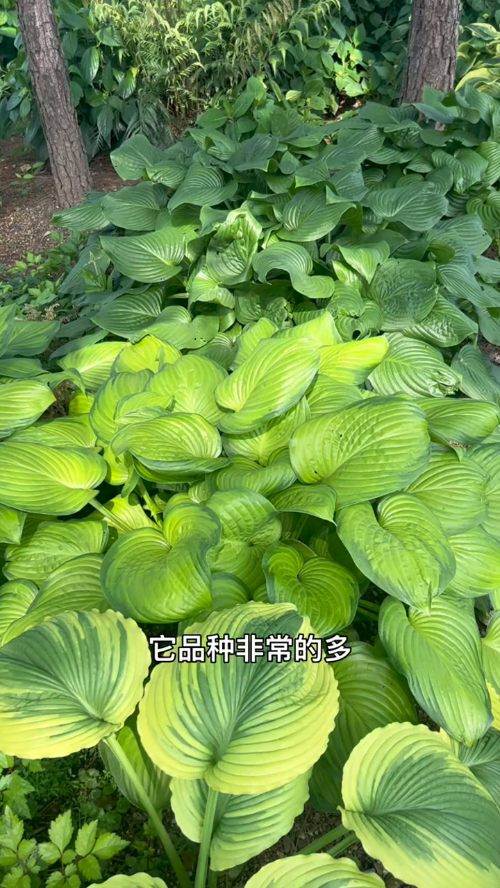 北花园,大树底下就种玉簪,多年生宿根,花美叶更美,耐寒耐阴,散射光
