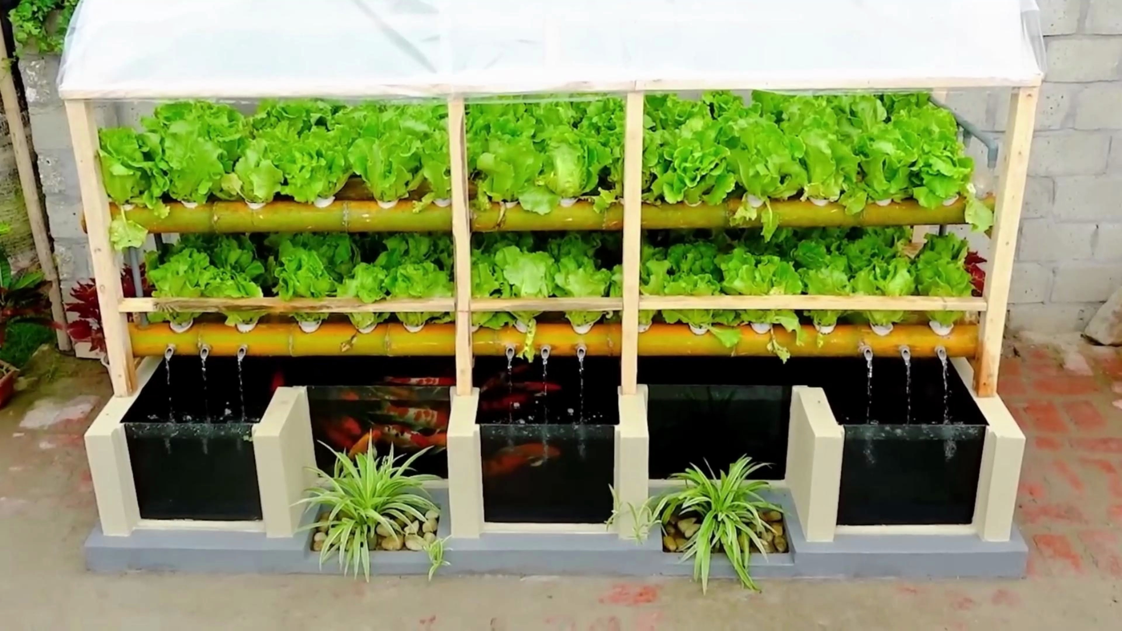 既能养鱼又能种植蔬菜的鱼池你见过吗?