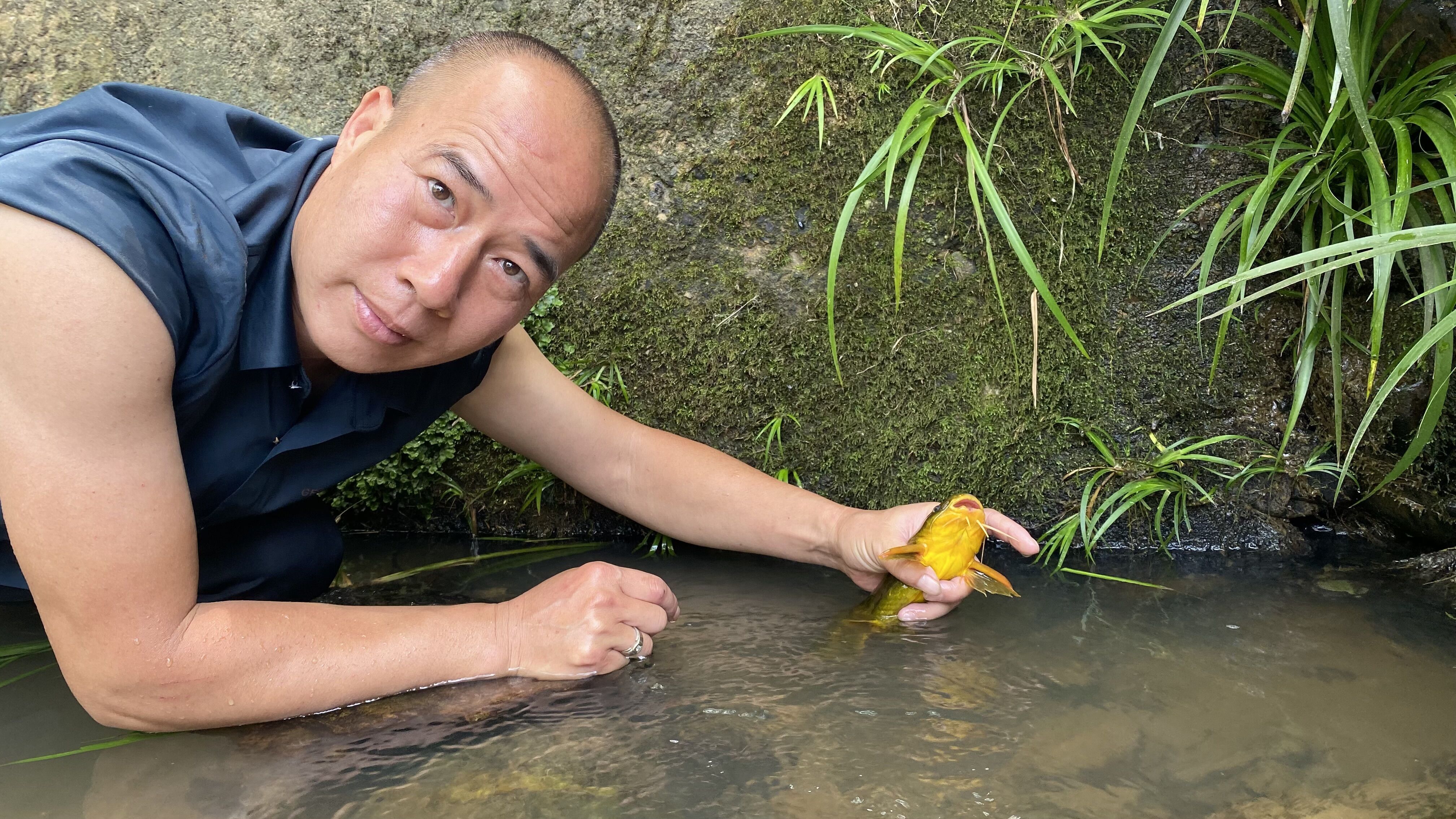 大雨过后,大叔在小溪里抓鱼,徒手抓到150元一斤的鱼,高兴坏了