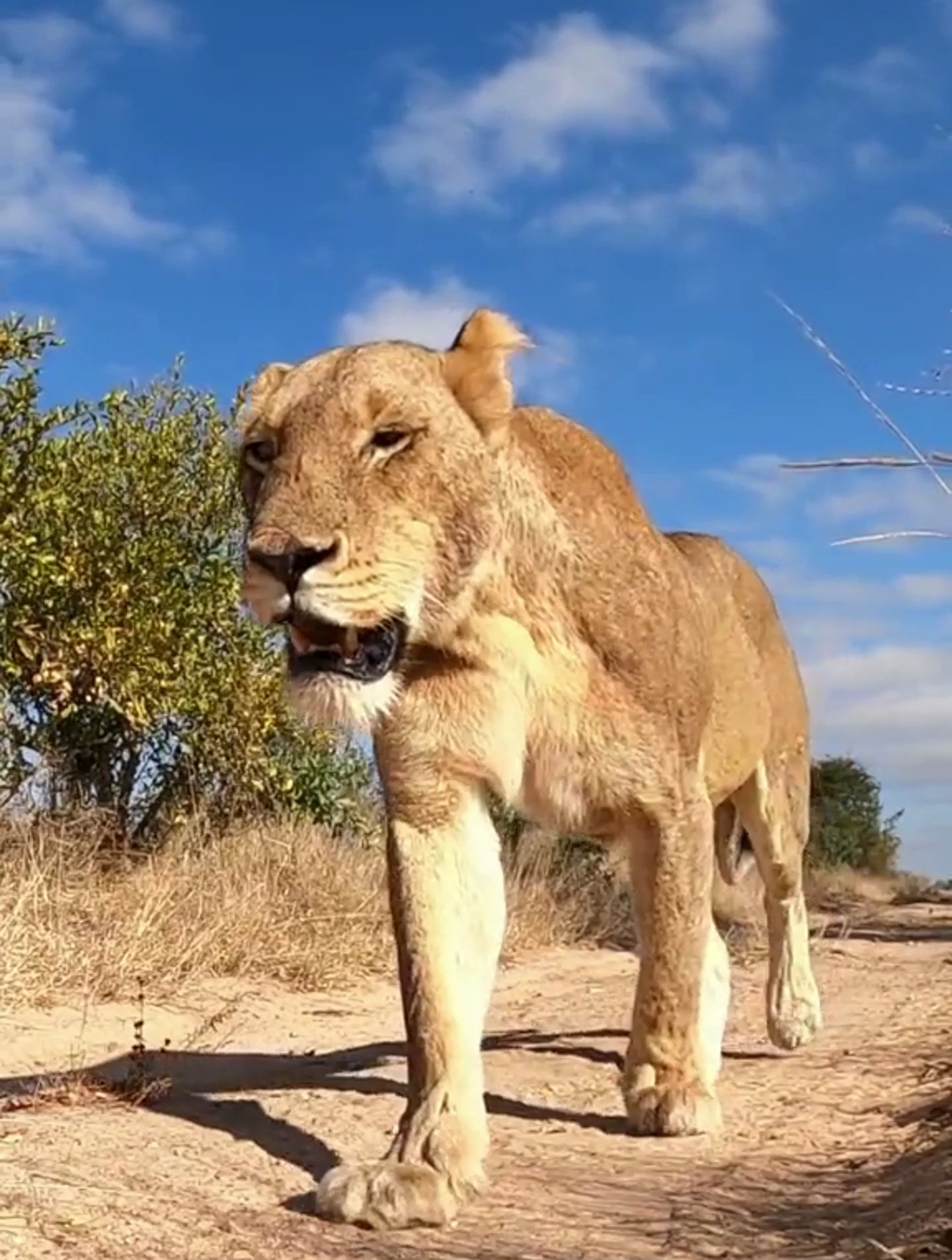 "抛媚眼"的母狮子,谁能不爱!