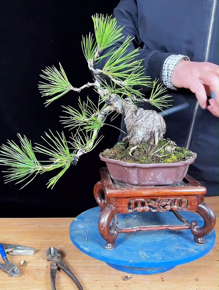 矮霸萝卜头黑松,这样修剪造型成悬崖式的盆景,您觉得怎么样?-度小视