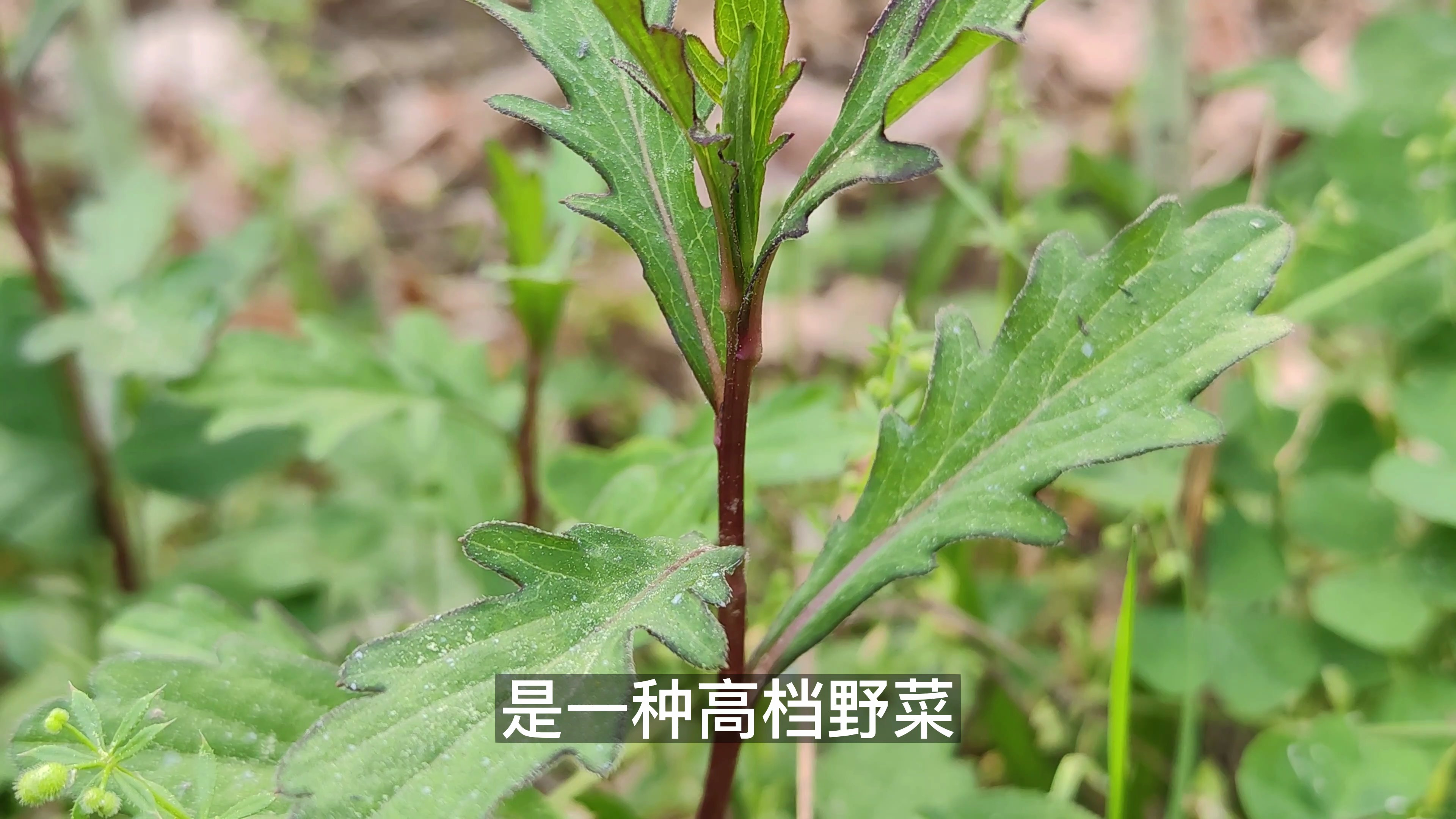 这种农村常见的杂草,它的嫩茎叶其实是高档野菜,我们叫它鱼鳅串