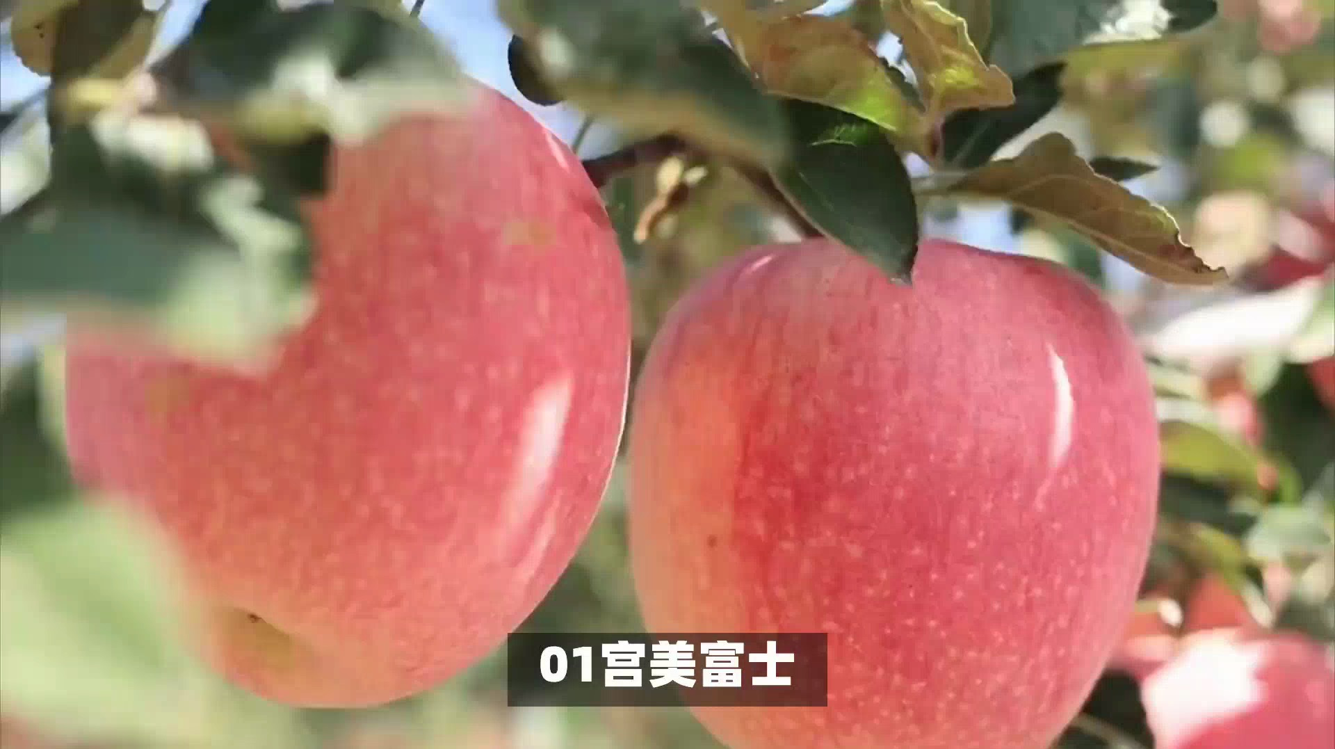苹果品种大盘点,哪款是你的最爱