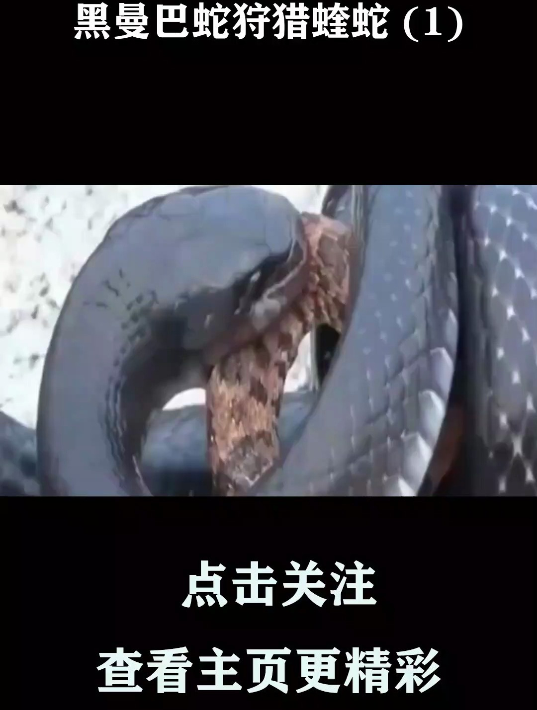 黑曼巴蛇狩猎蝰蛇 (1)