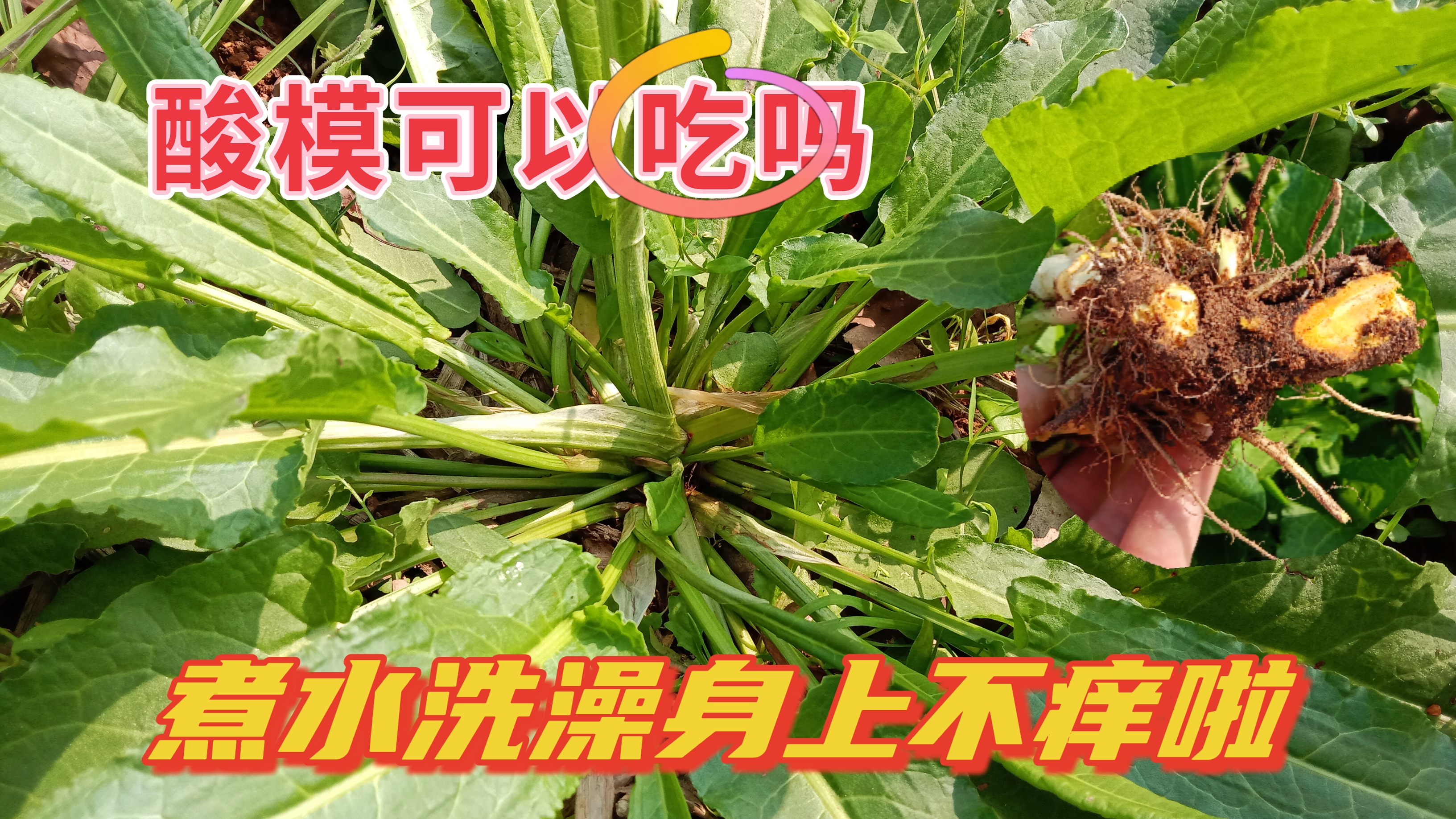 酸模可以吃吗?用它煮水洗澡解烦恼,身上不痒啦