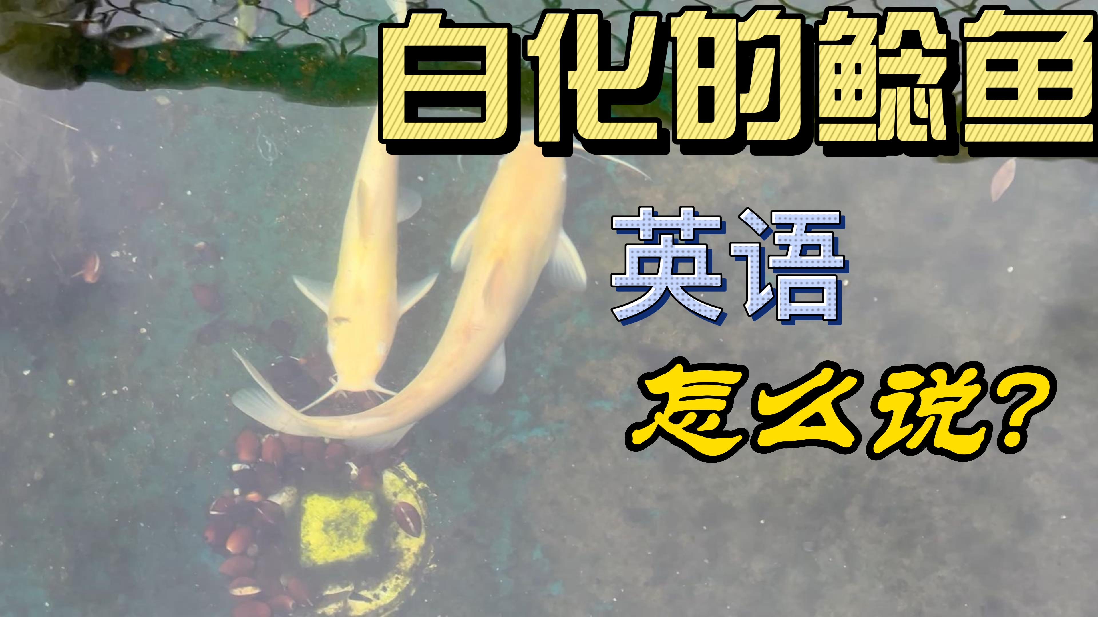 白化的鲶鱼英语怎么说