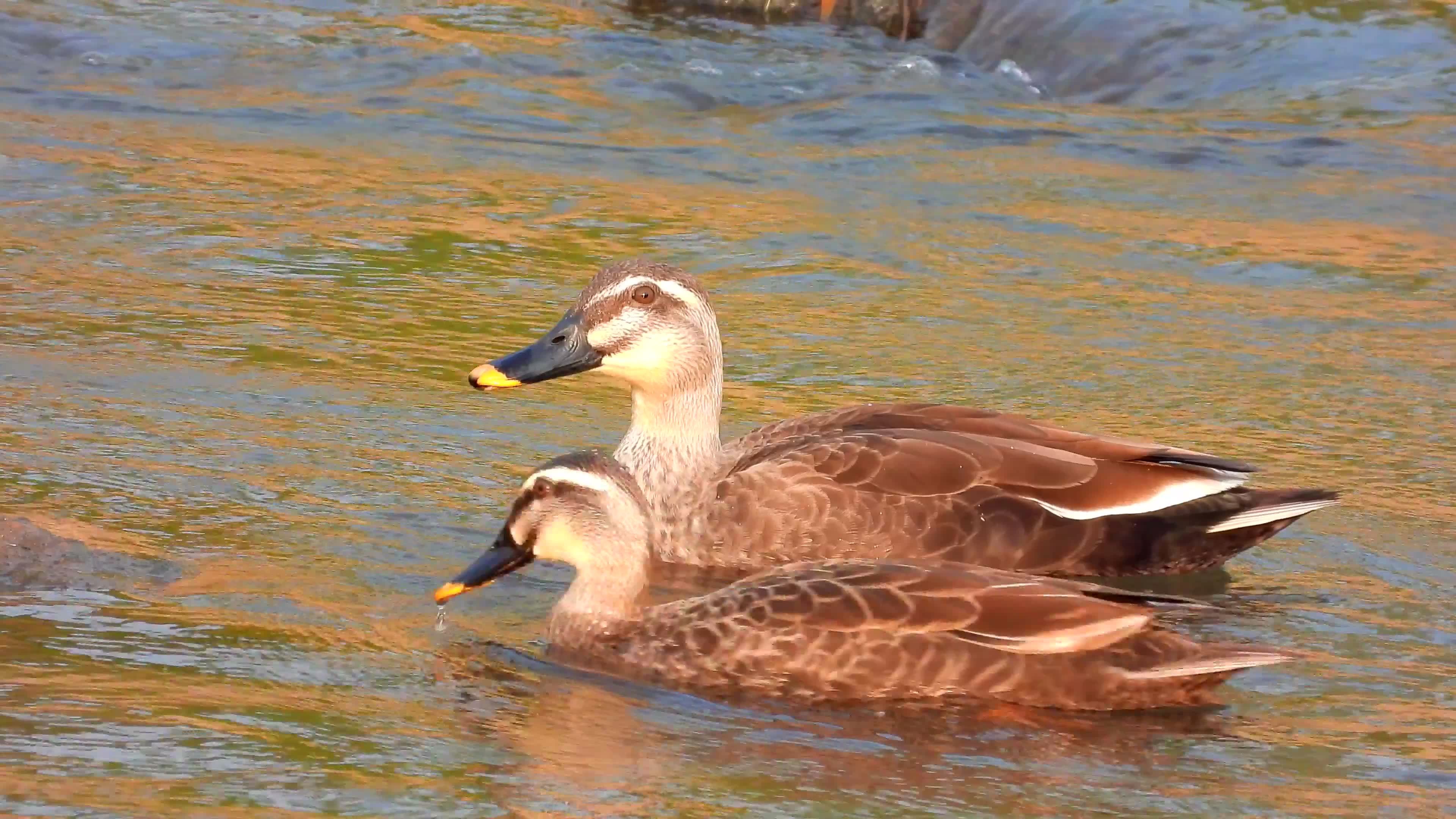 4K高清一对漂亮的野鸭子,看着就像家鸭子,你认为是家鸭还是野鸭