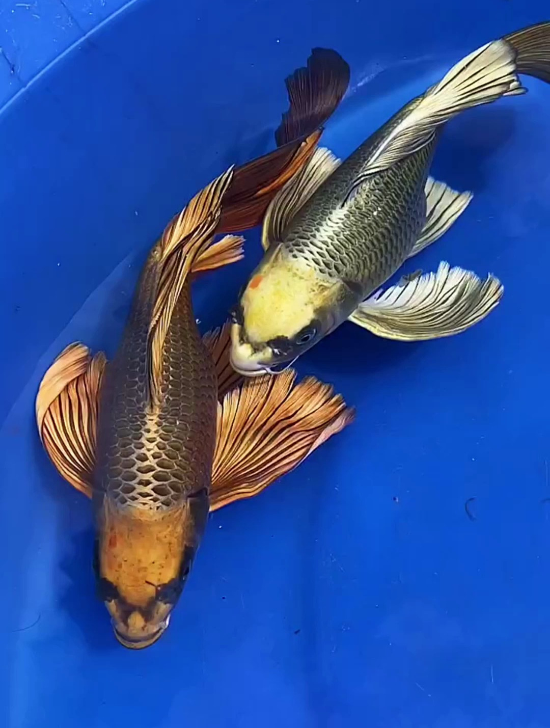 今年的主力熊猫蝴蝶鲤种鱼,生产中!选小鱼,就要看血统和种鱼-度小视