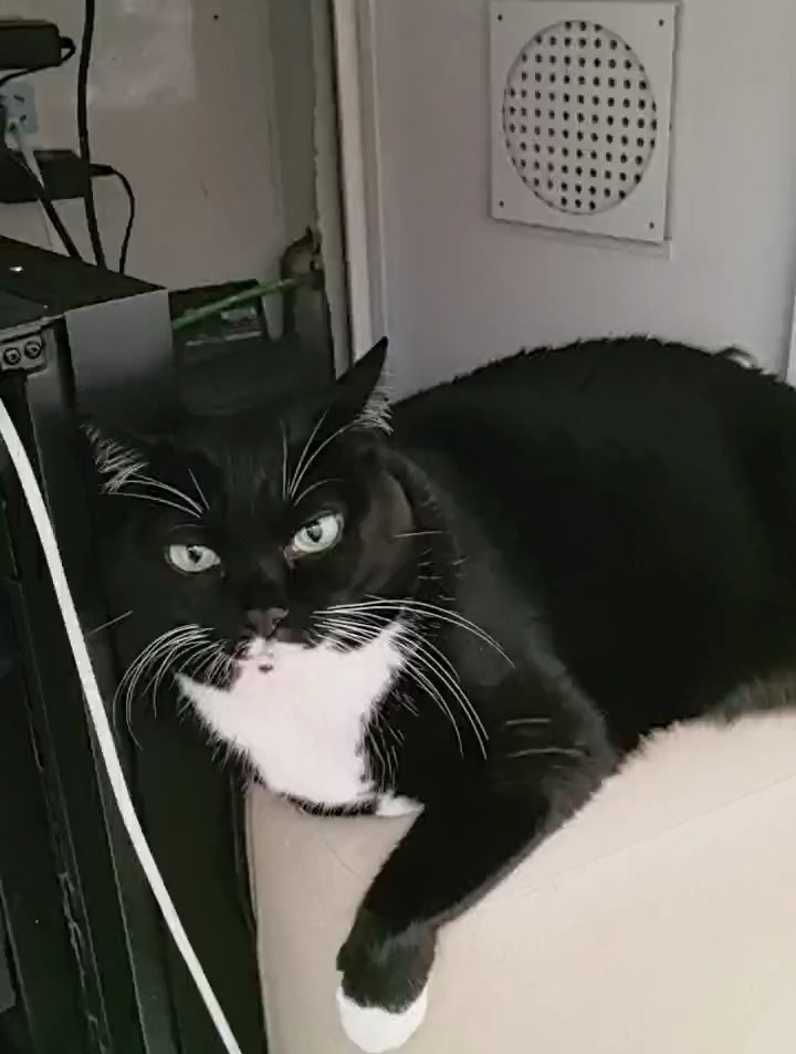 这猫叔叔好严肃 天气冷了 过来取暖