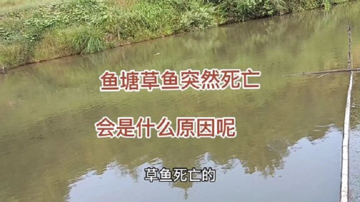 出大事了,鱼塘死了5条草鱼损失几百,没找到原因大家帮忙看看