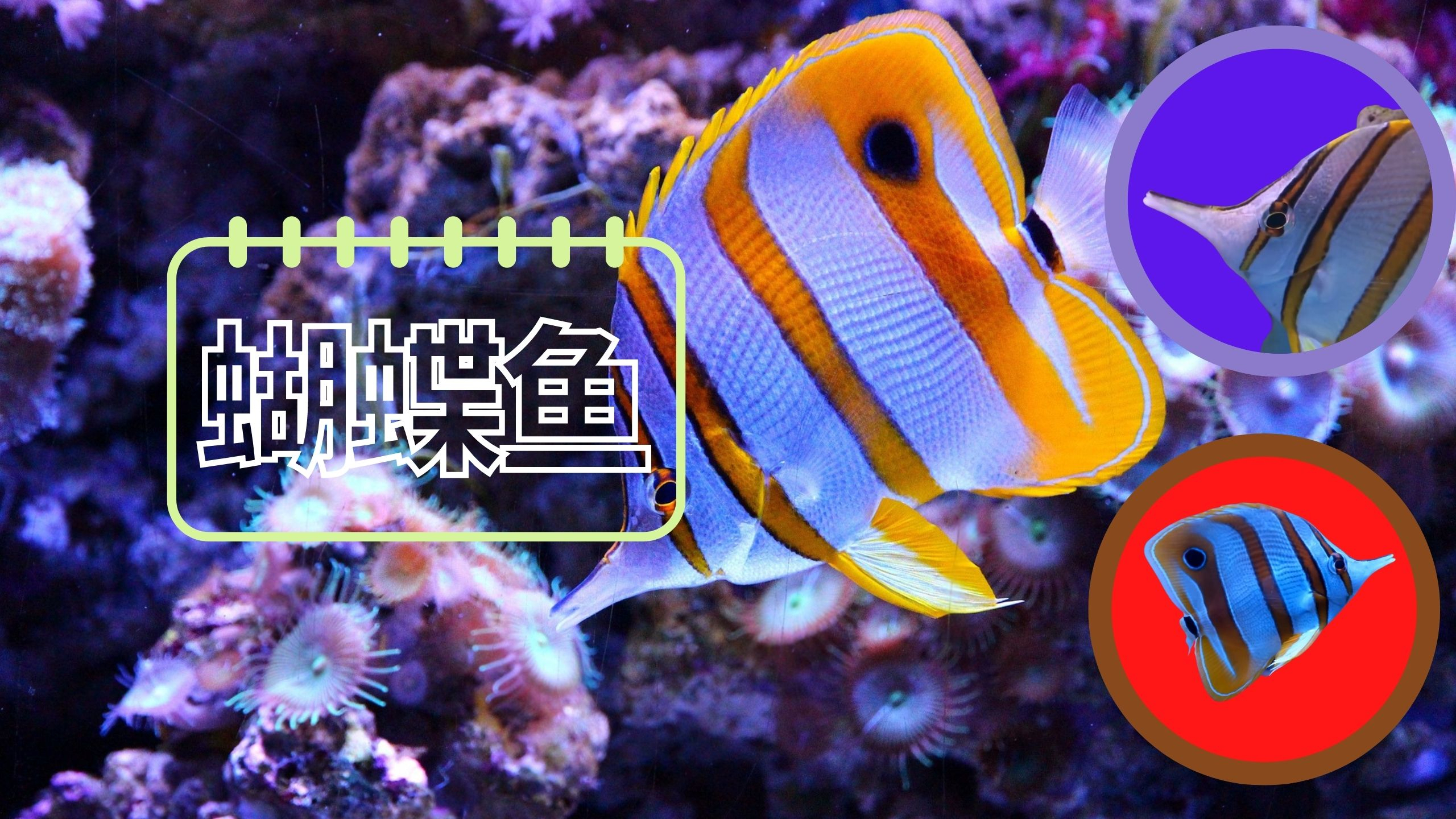 神奇的蝴蝶鱼,藏真眼露假眼诱惑敌人攻击,成双入队爱撒狗粮