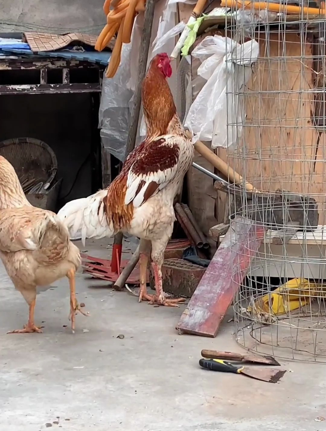 可以长一米多的印度巨鸡你见过吗?