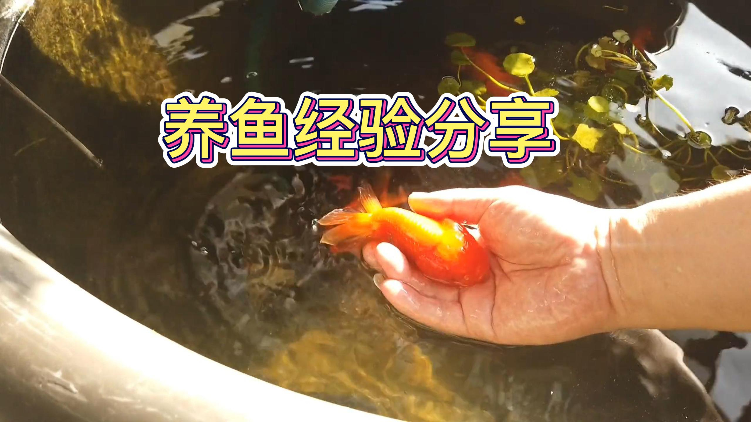 一位鱼友自制简易过滤,竟然把金鱼养成娃娃鱼,小鱼繁殖了好几缸