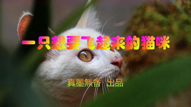 [图]一只想要飞起来的猫咪，好可爱呀！