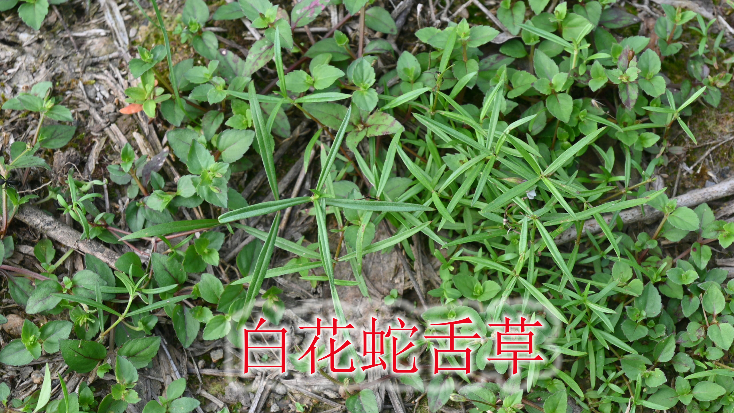 中草药植物“白花蛇舌草”,野生稀缺晒一斤干,不知道要找多久