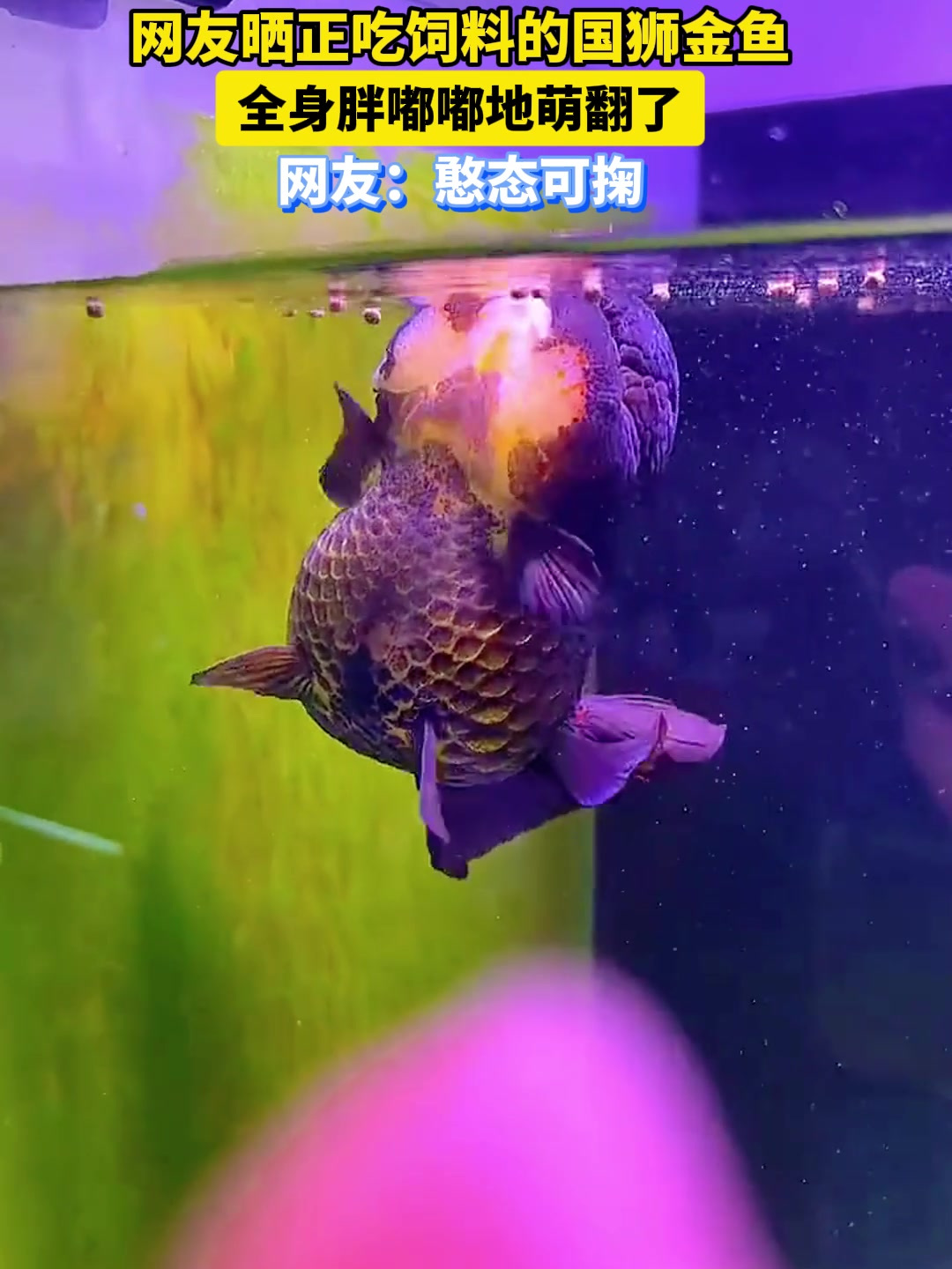 网友晒正吃饲料的国狮金鱼,全身胖嘟嘟地萌翻了,网友:憨态可掬