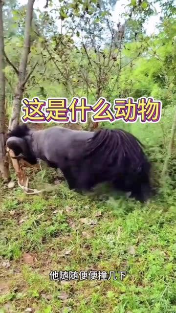 又像羊来又像牛是什么动物啊