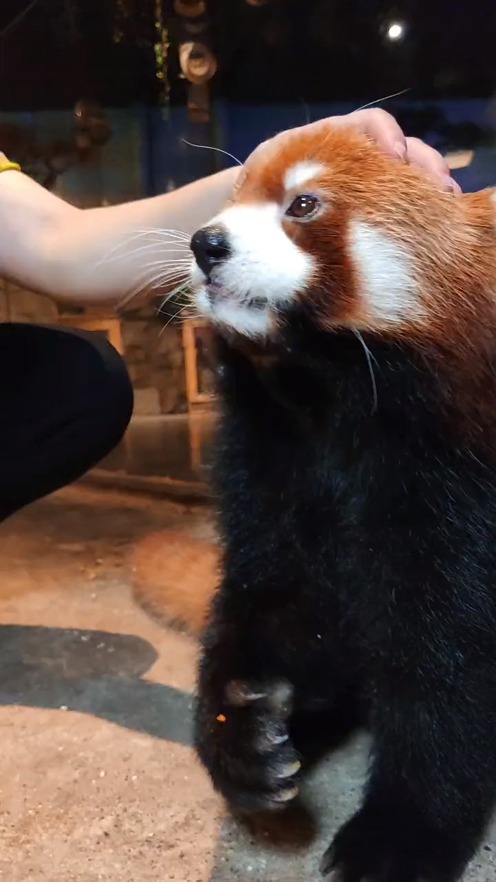 小望仔吃播原声献上,咔擦咔擦看得我都想来一根胡萝卜了!-度小视