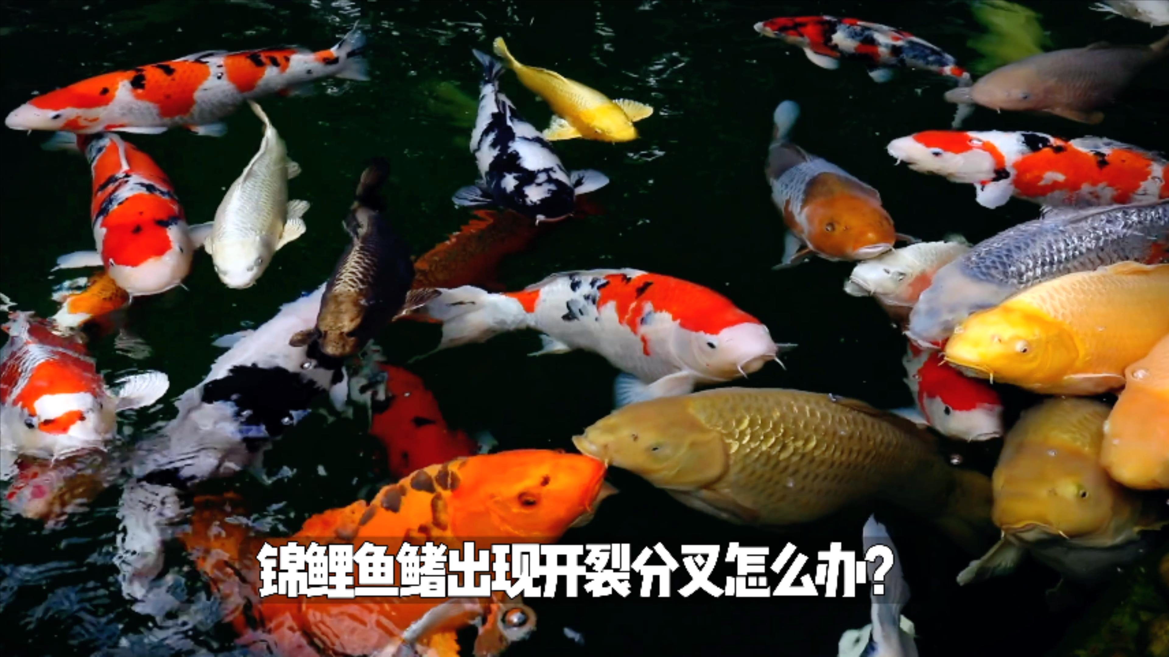 锦鲤鱼鳍出现开裂分叉怎么办?场长说锦鲤鱼鳍开裂原因和治疗办法