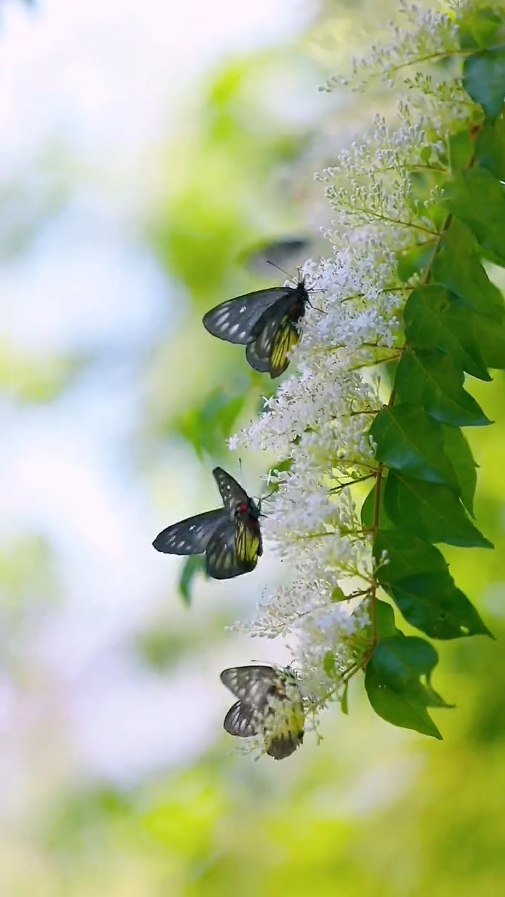 生活就像一只蝴蝶,没有破茧的勇气,哪来飞舞的美丽,越努力越幸运