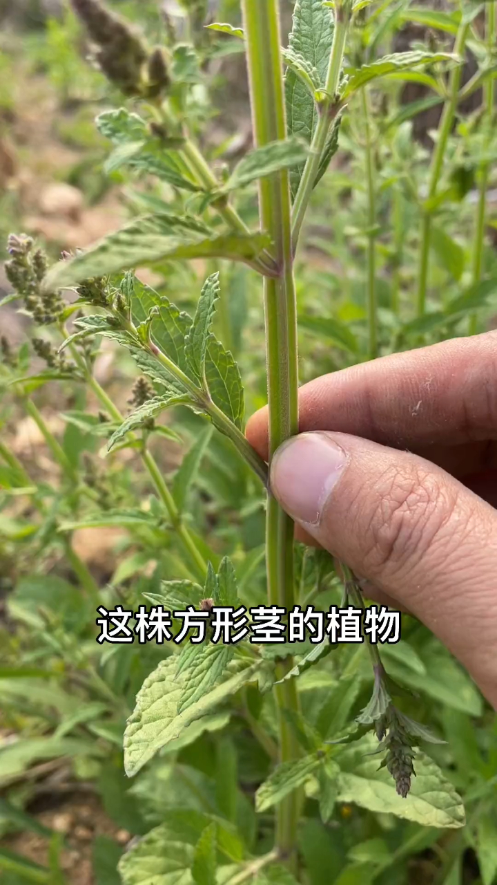 雪见草也叫蟾蜍草蛤蟆草荔枝草