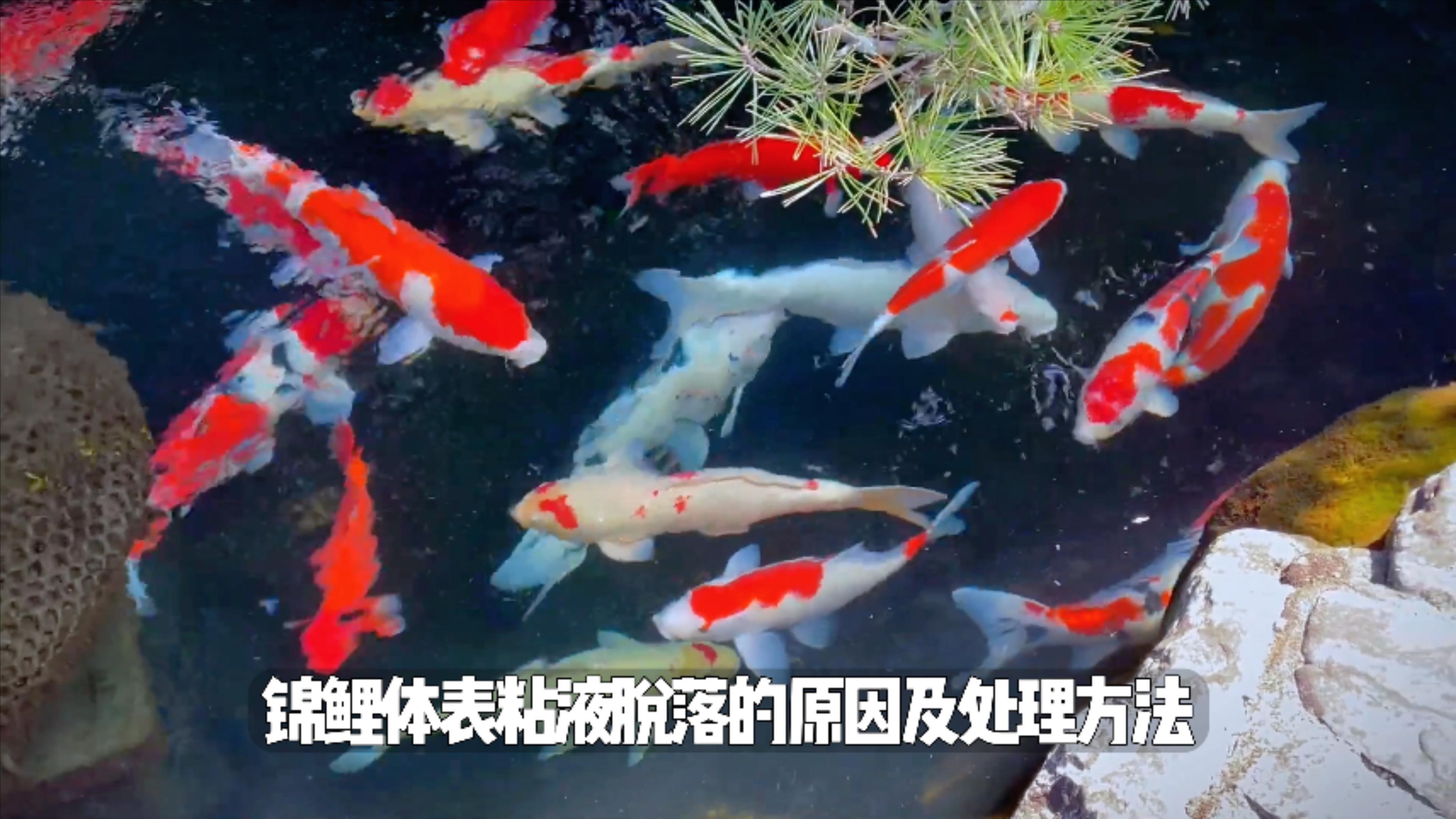 遇到锦鲤体表黏液脱落的鱼友看这里!锦鲤体表黏液脱落原因及处理