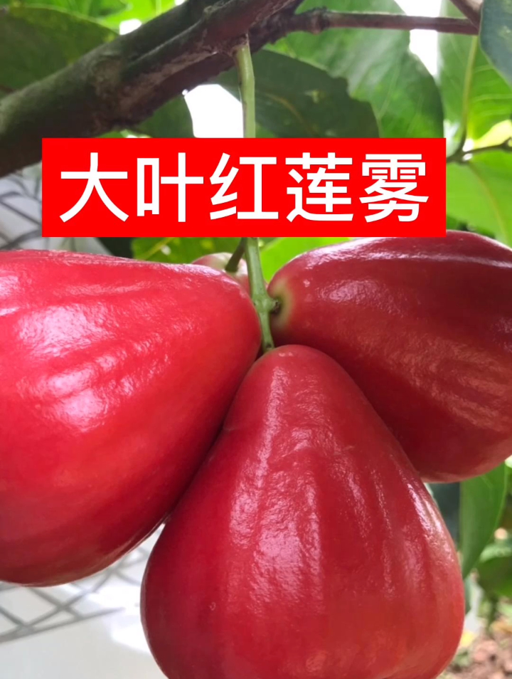 快来了解一下大叶红莲雾掌握先机