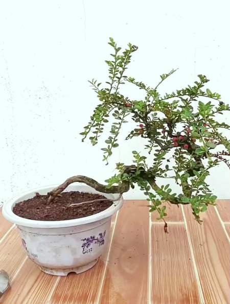 弹弓叉荀子桩,只需30秒就可以让它变成精致的临水盆景,看操作!-度小视