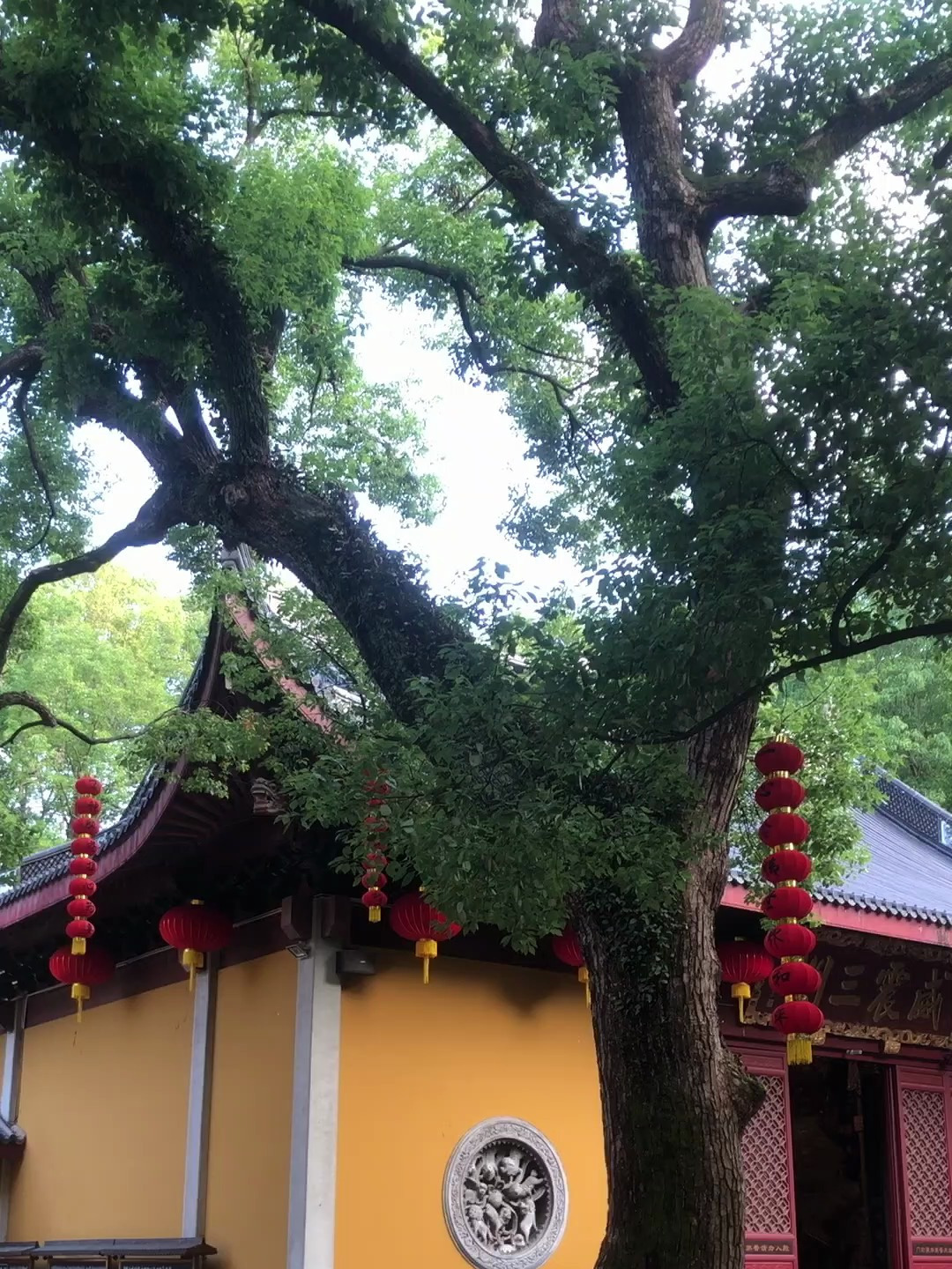 端午节游玩哪里去?来杭州法喜寺吧这里幽静有禅味很漂亮