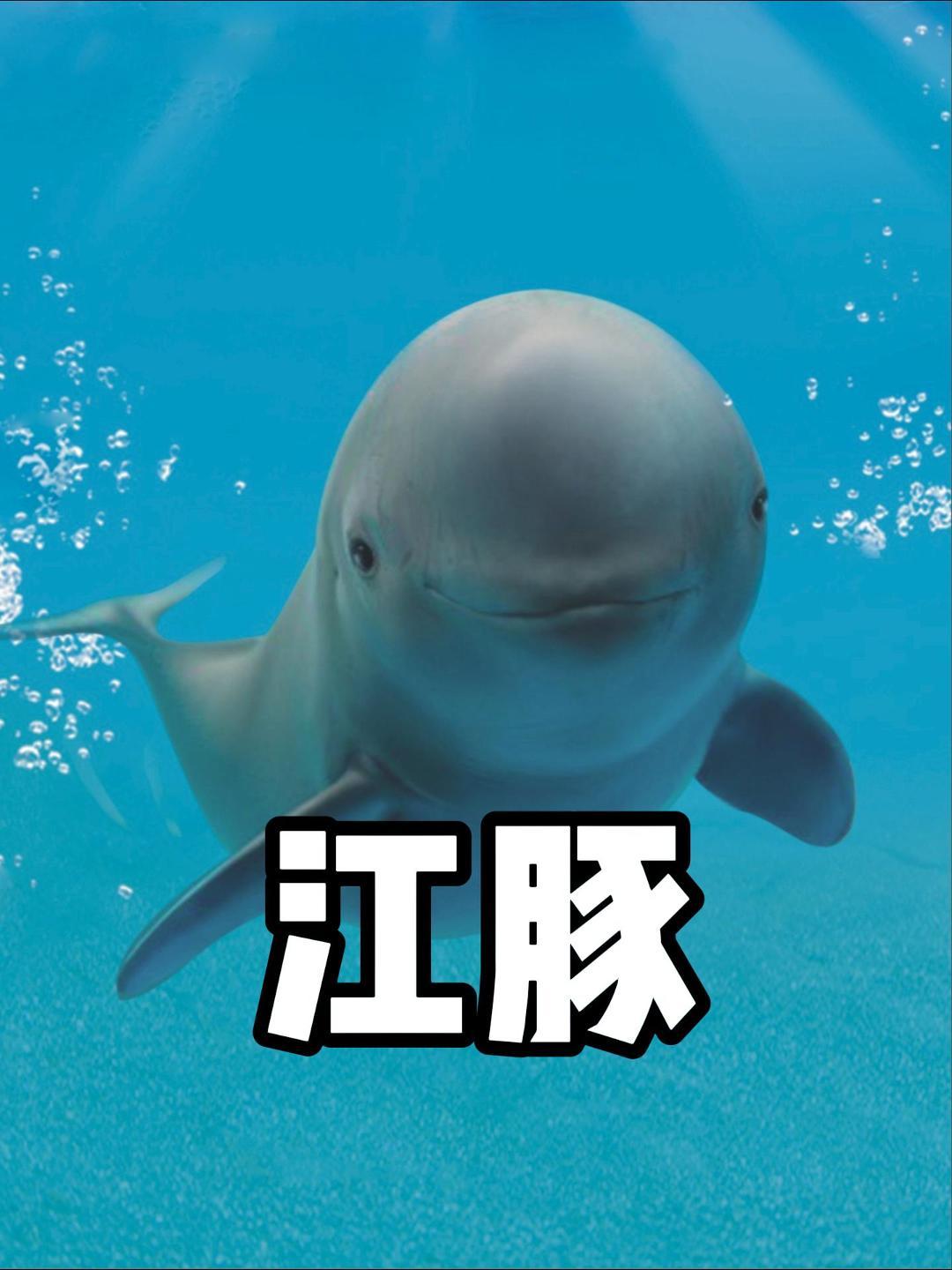 长江街溜子江豚:我敢咬钩,你敢钓?