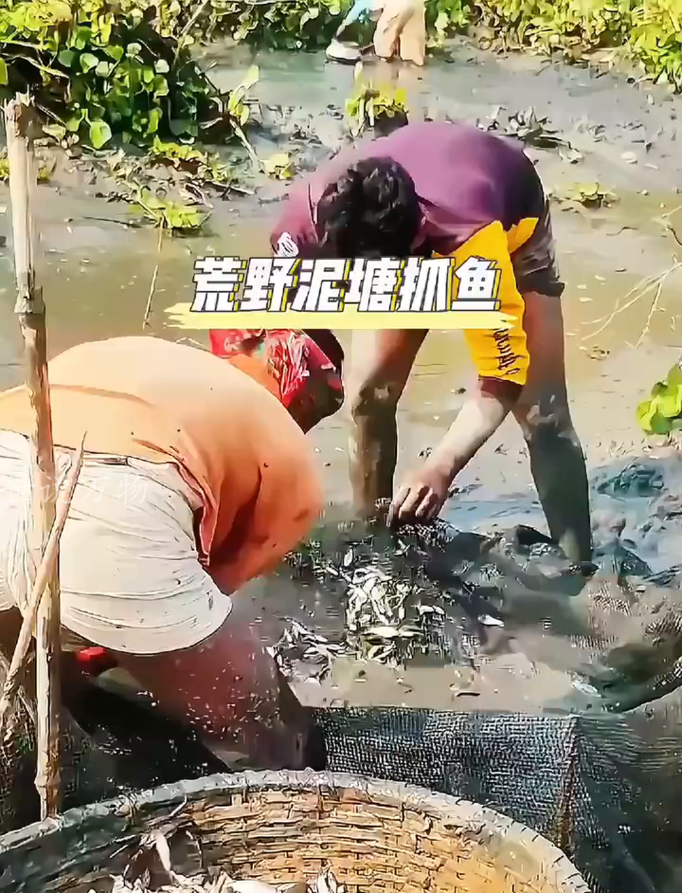 泥塘抓鱼图片