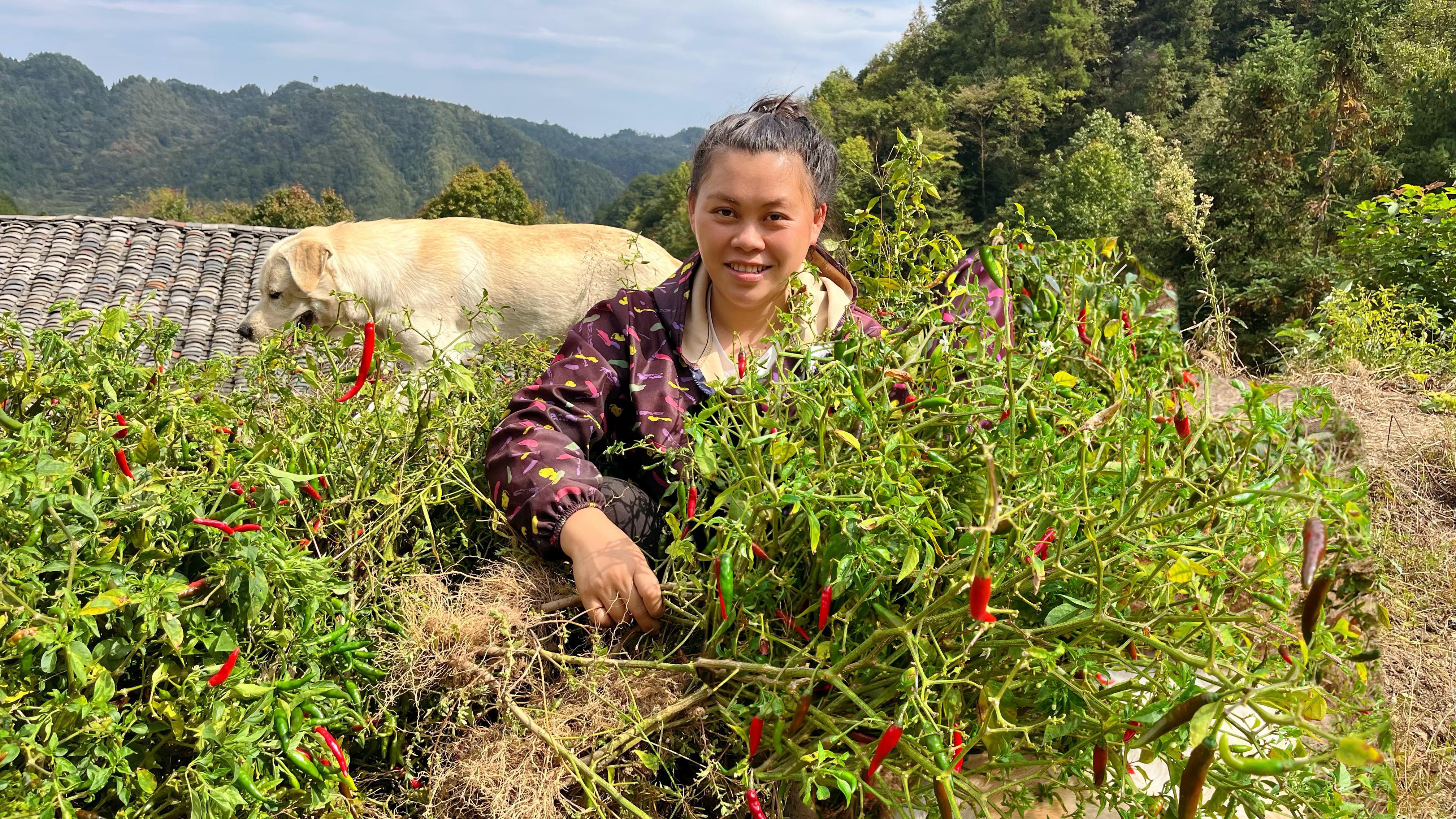 把最后一批小米椒收回家,再炒个爆辣牛肉配着豆芽吃的汗直流