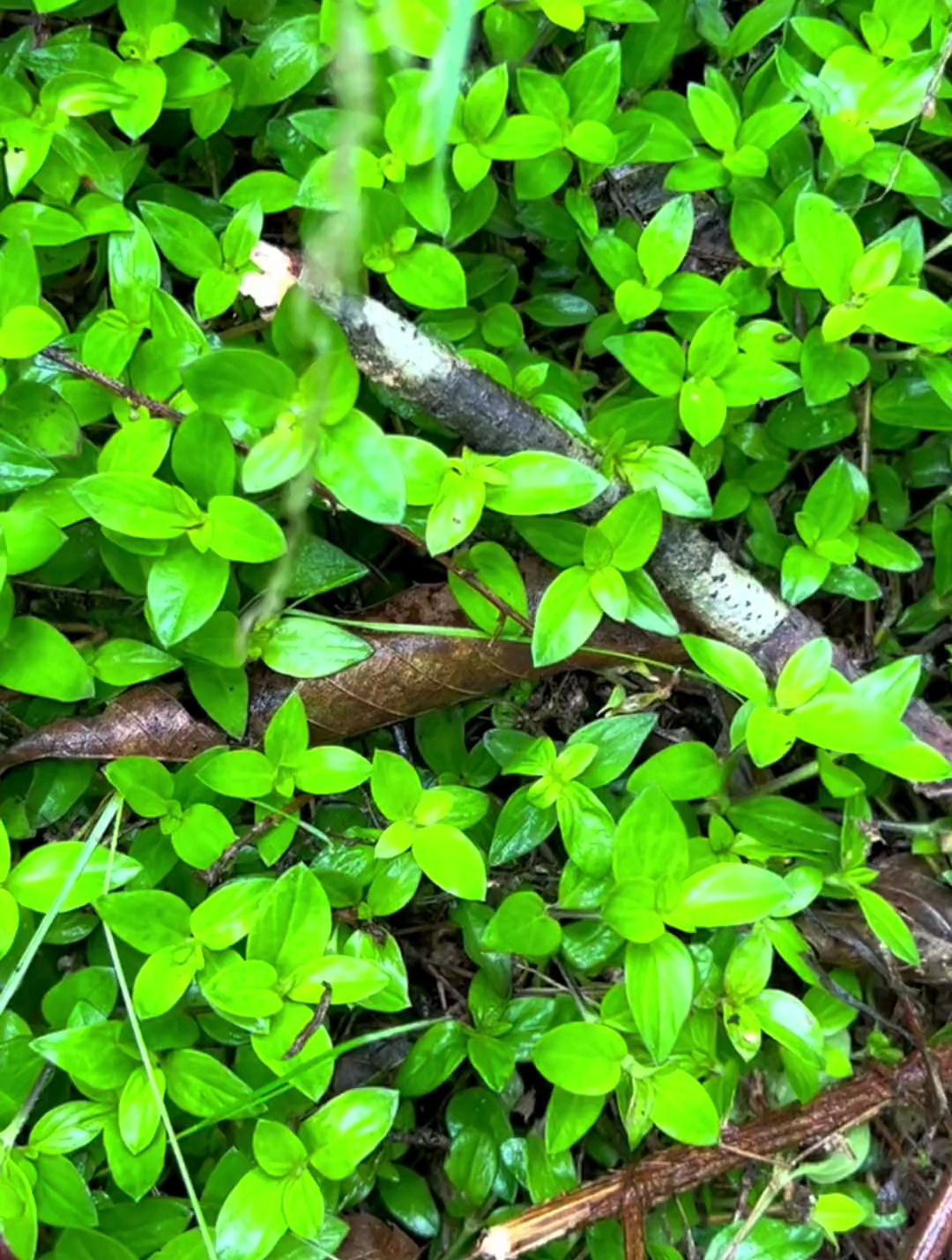 过路蜈蚣,你们认识吗?你们那边叫什么?-度小视