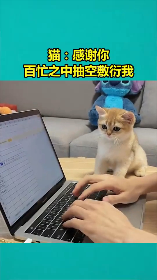 猫咪敷衍表情包图片