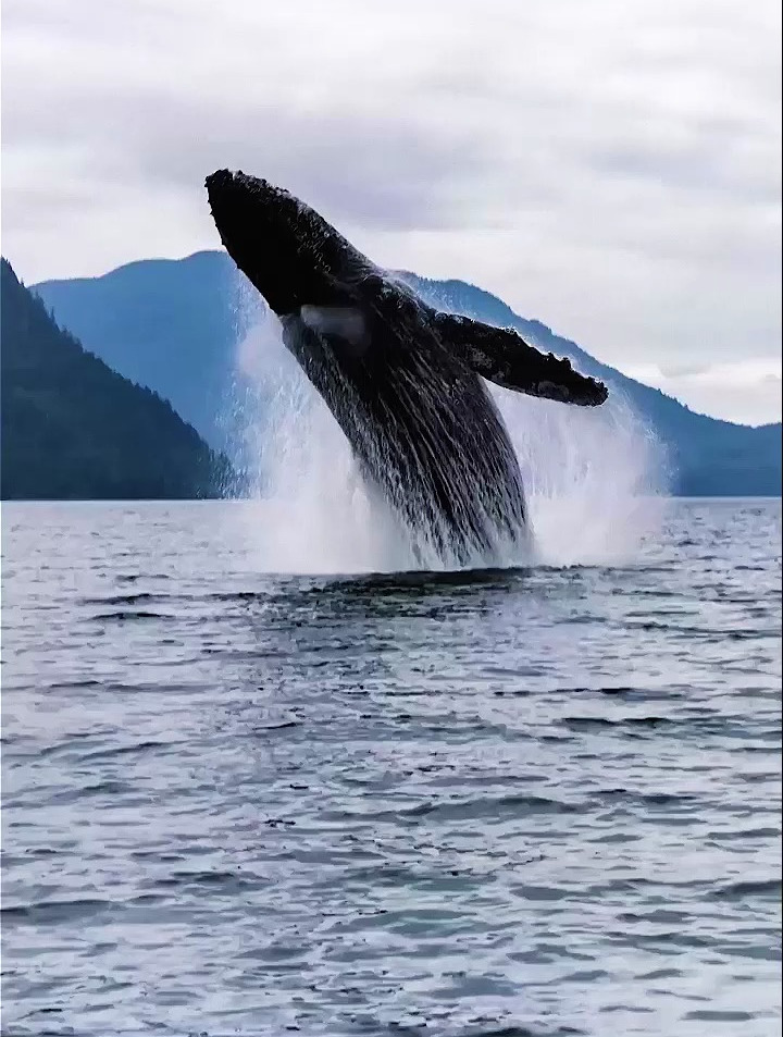 深海座头鲸鲸跃,抓拍震撼慢动作瞬间-度小视
