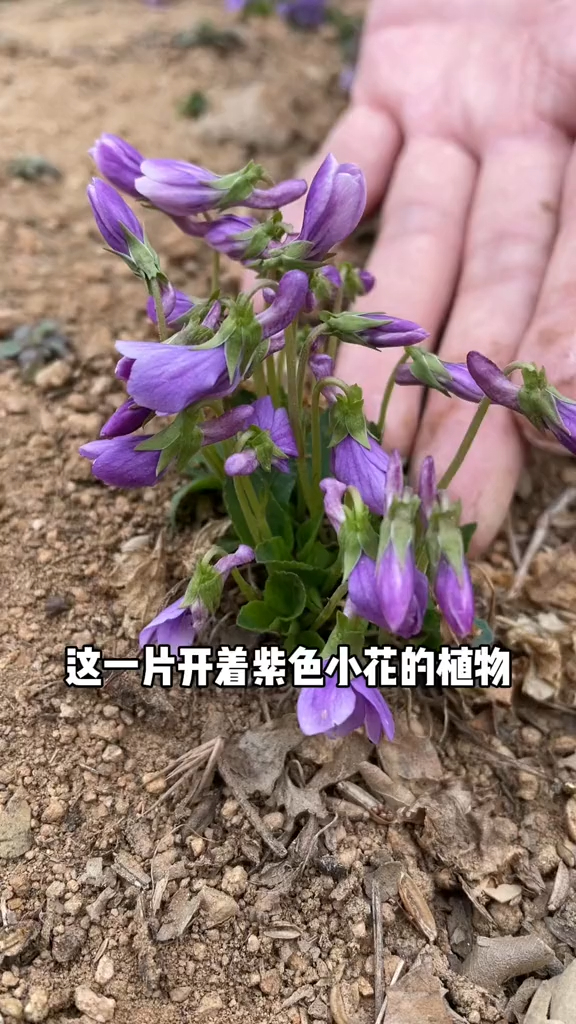 紫花地丁别名野堇菜犁头草箭头草等无地上茎可以泡茶喝