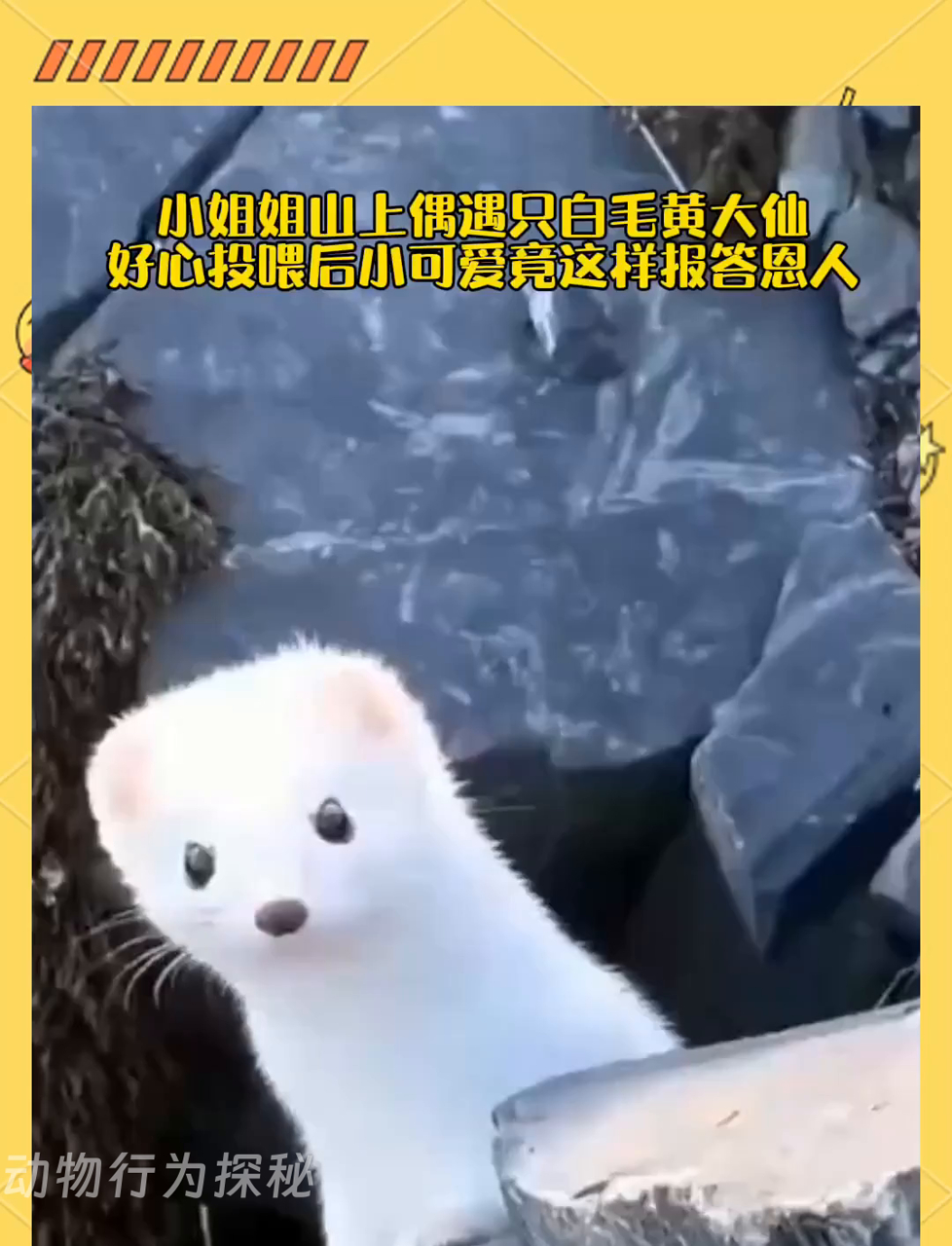 外国美女在山里碰到个白毛黄鼠狼,喂它点吃的,这小家伙竟然这样回报