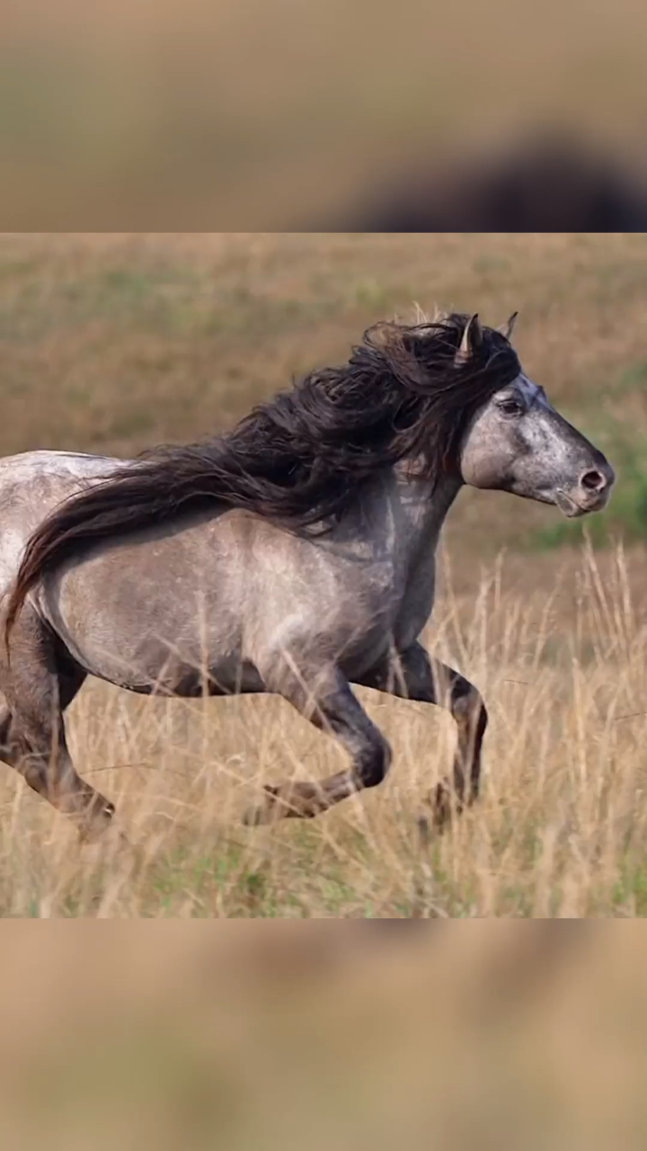 与大青马不期而遇