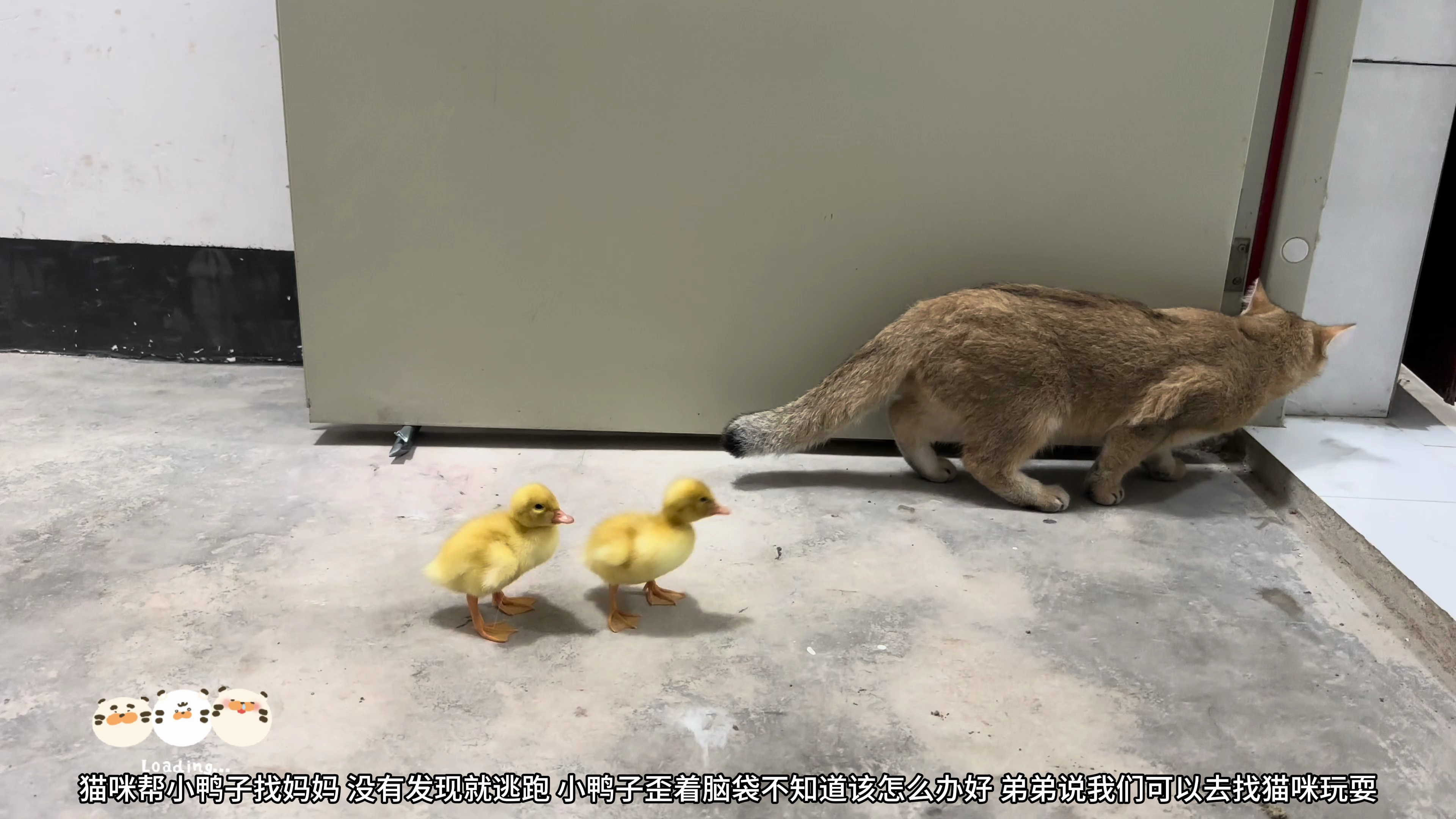 小鸭子找妈妈,随后跑去找猫咪,正好猫就在猫窝里休息