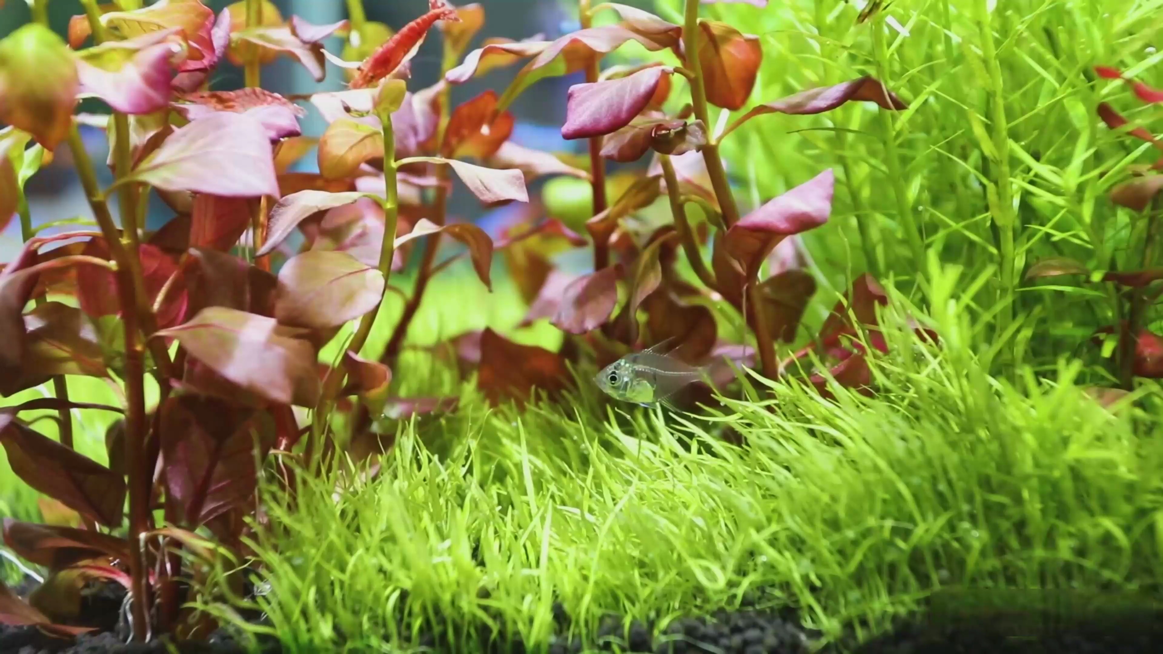 如何养好全身透明的玻璃拉拉鱼?这里有四个要点