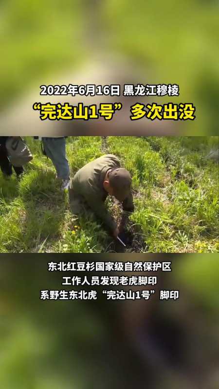 黑龙江穆棱"完达山1号"多次出没!