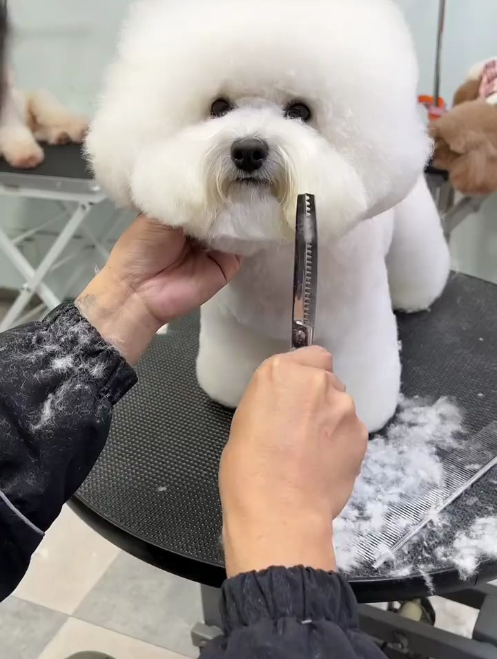 比熊犬头型修剪,比熊犬头部造型修剪,感受一下剪刀清脆的咔哧声-度小