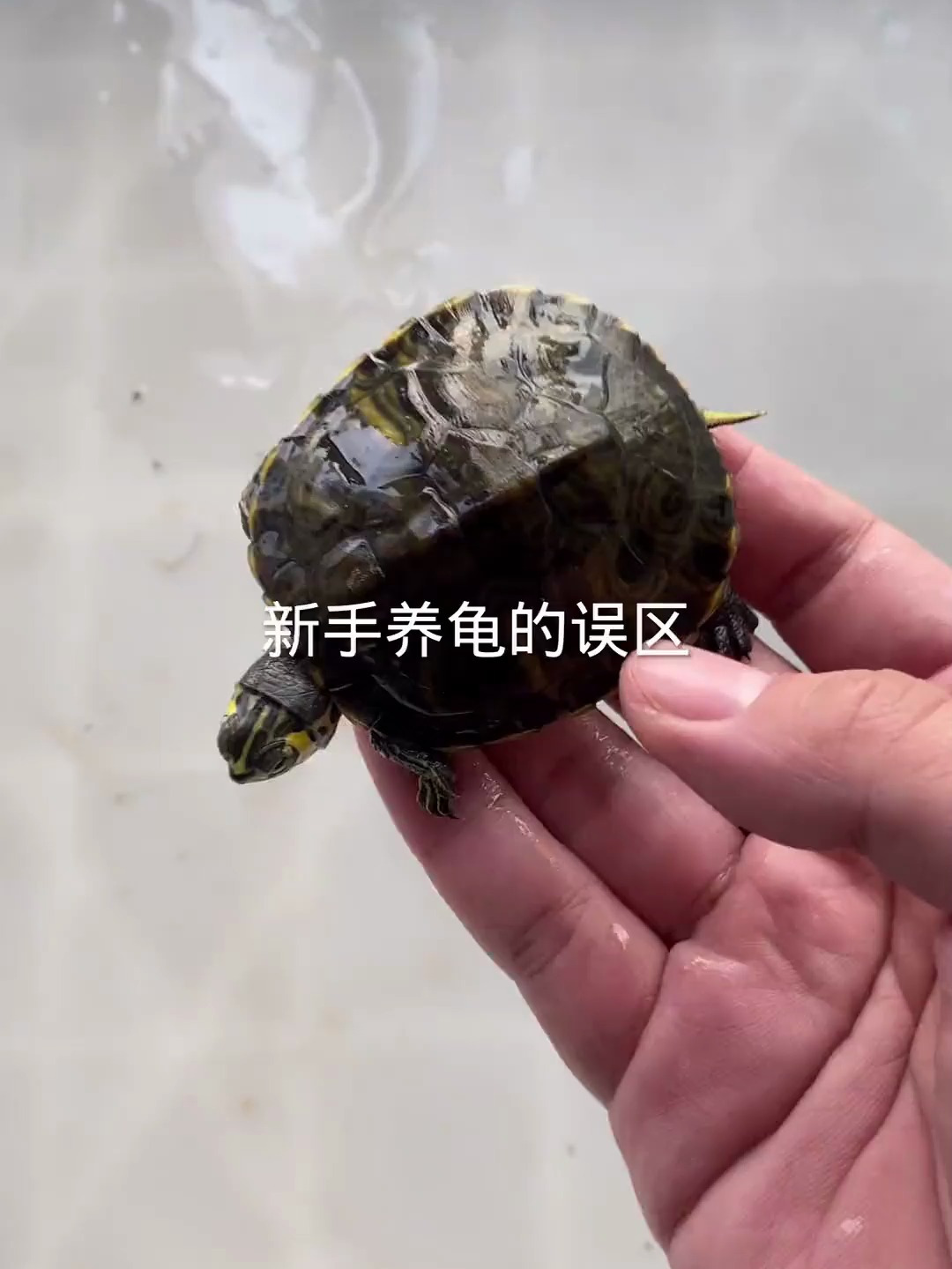 新手养龟的误区